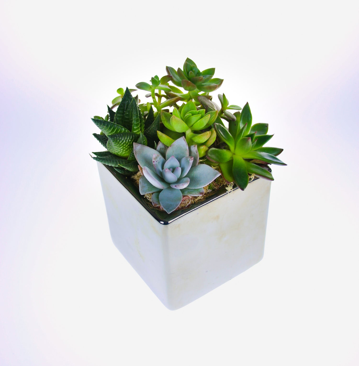 You'll LOVE Our New Fully Assembled Succulent Planters