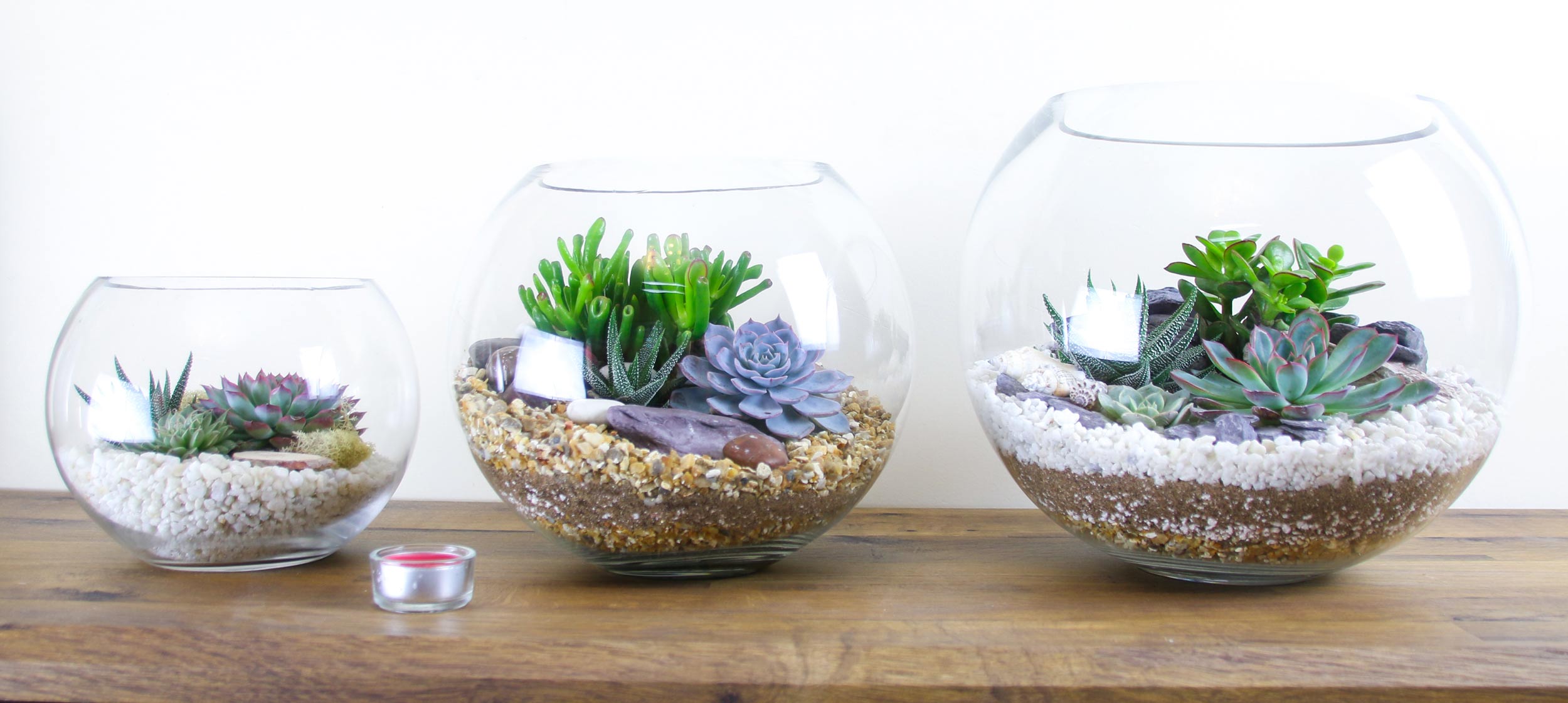 Open DIY terrarium kits with succulent plants
