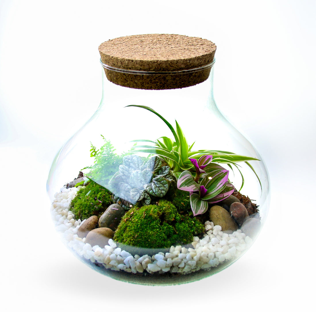 Curvy recycled glass terrarium kit with plants