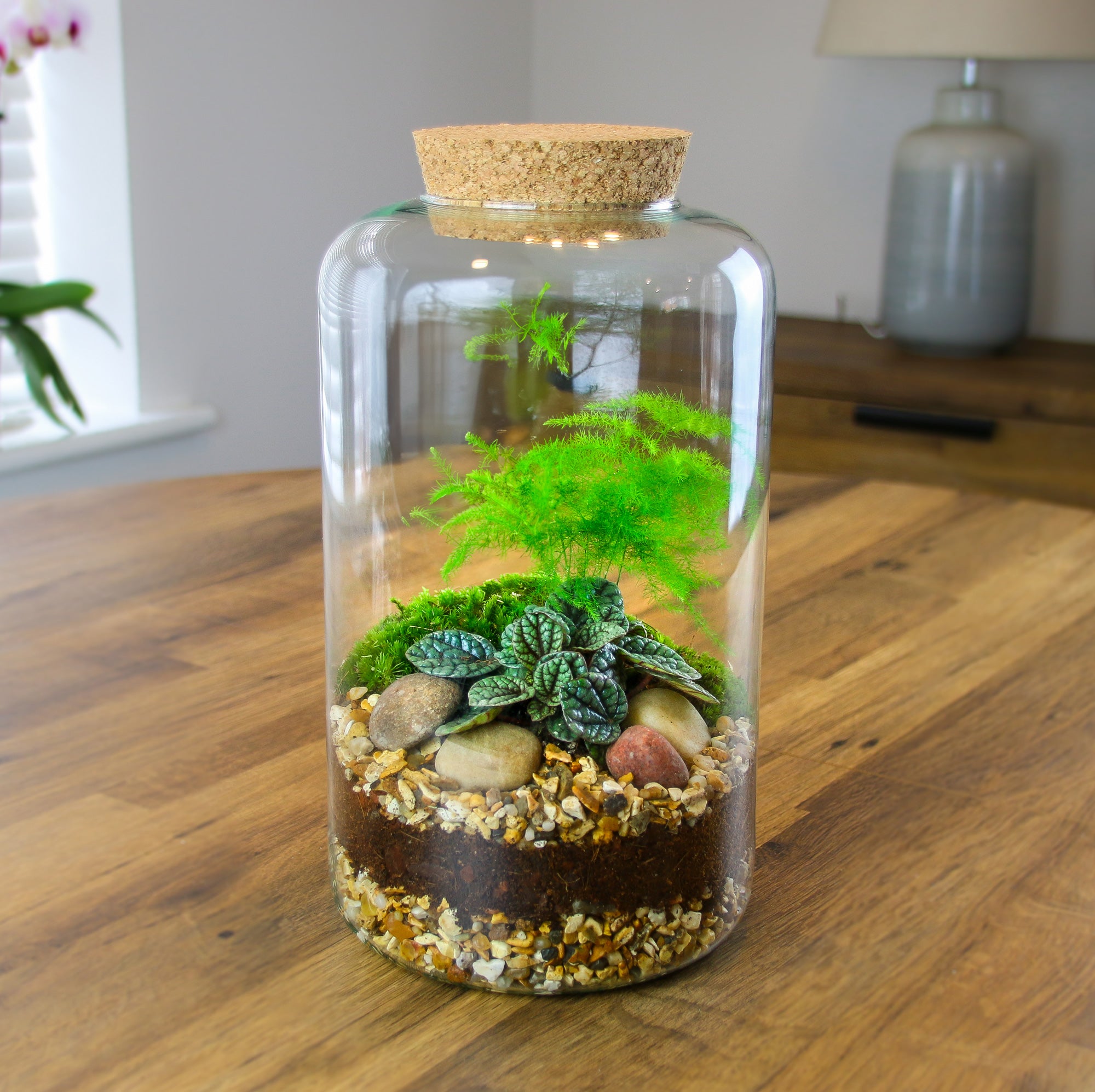 Terrarium gift ideas with houseplants