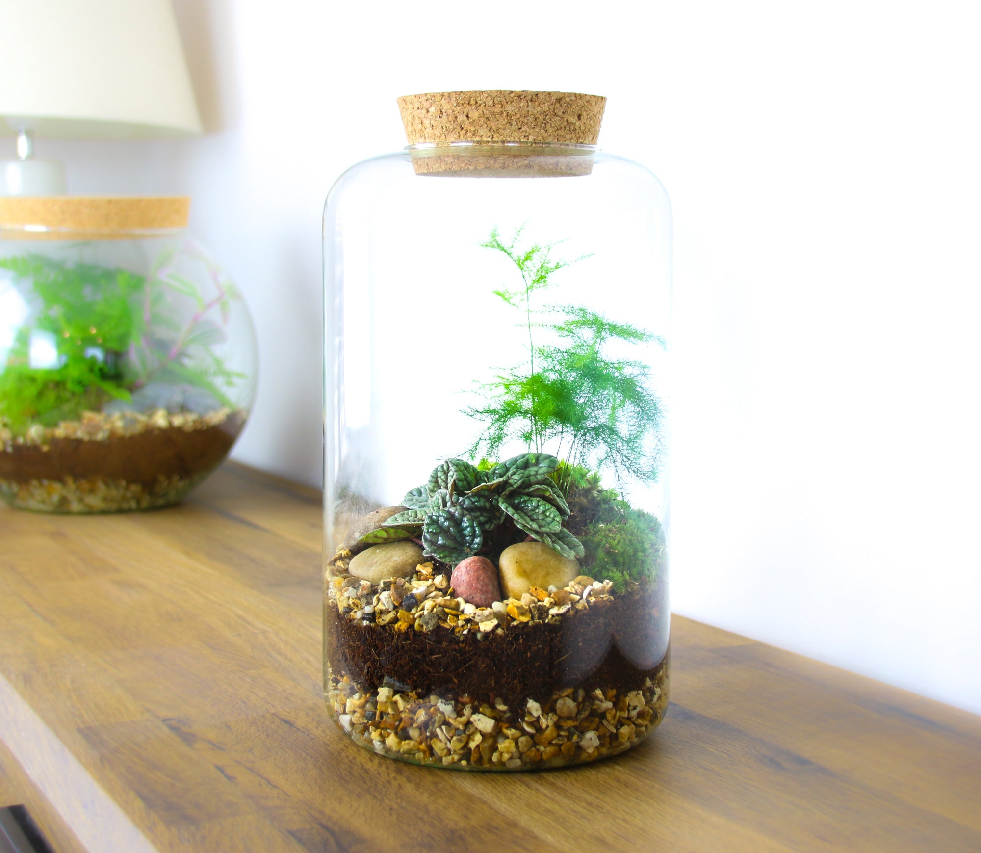 Terrarium with soil, gravel, living plants and cushion moss