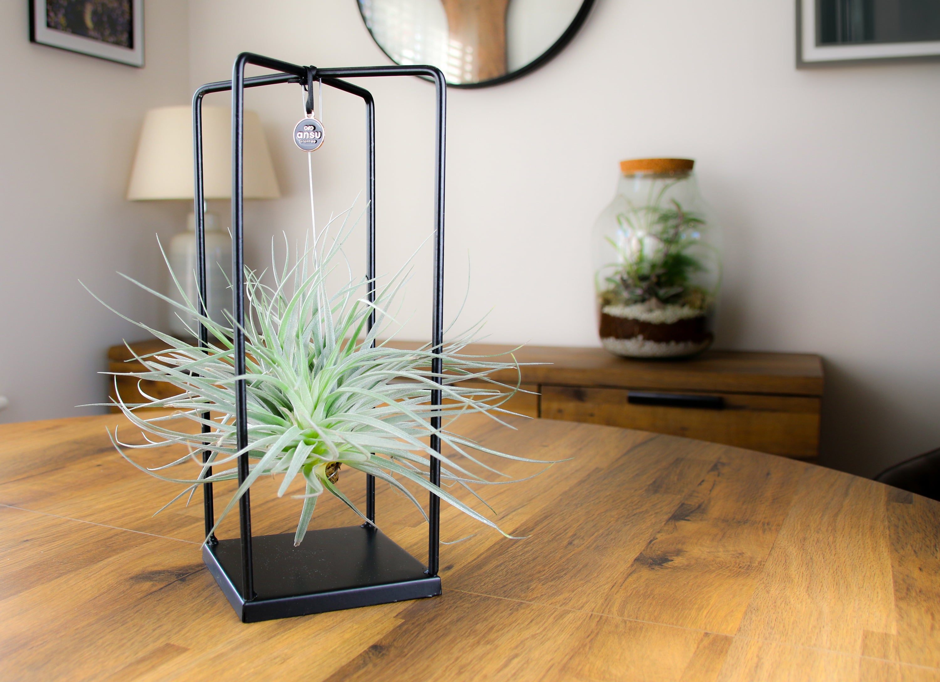 Premium floating air plant with black metal frame – stylish plant décor