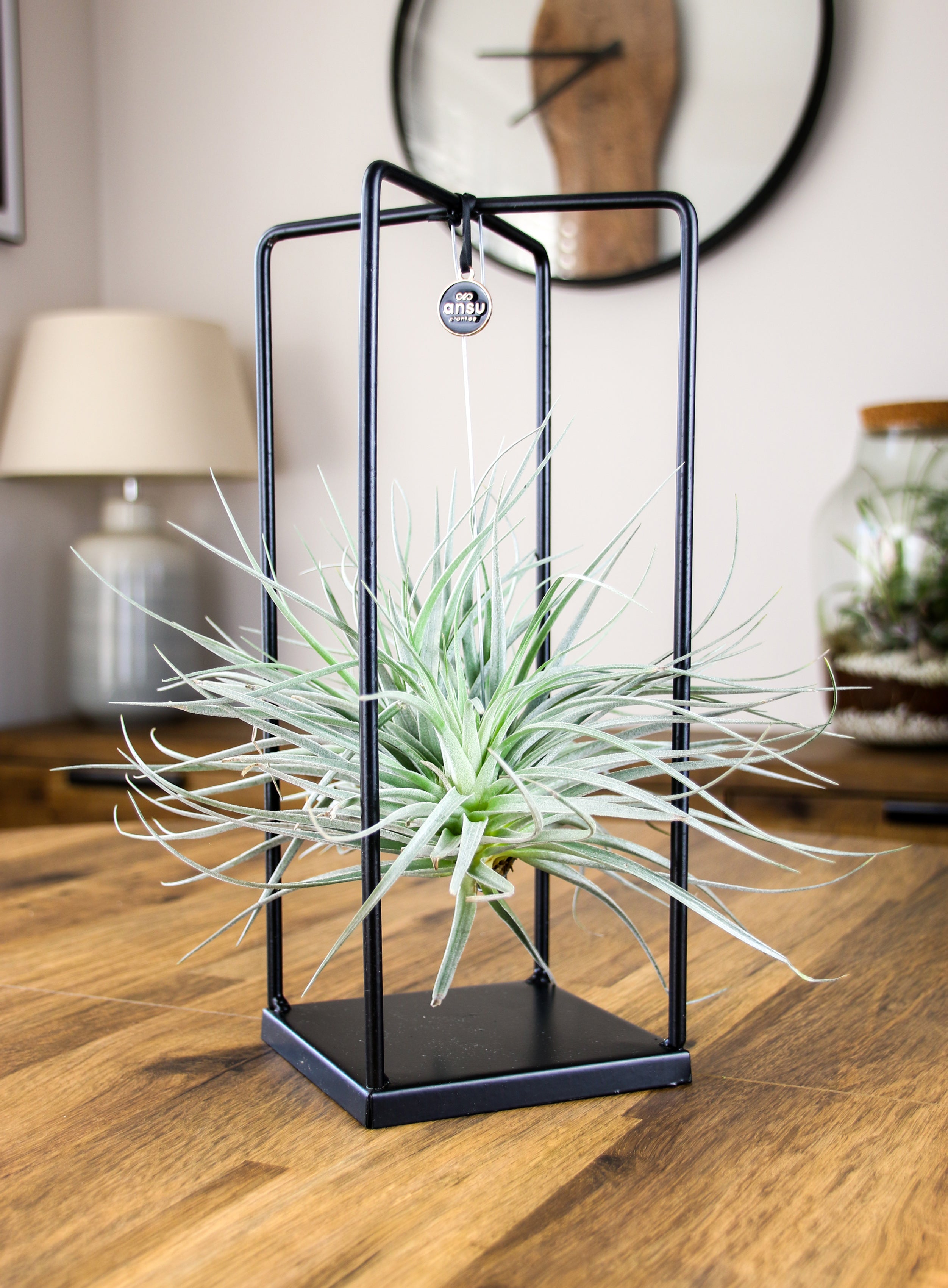Air plant display for luxury home décor – high-end botanical centerpiece