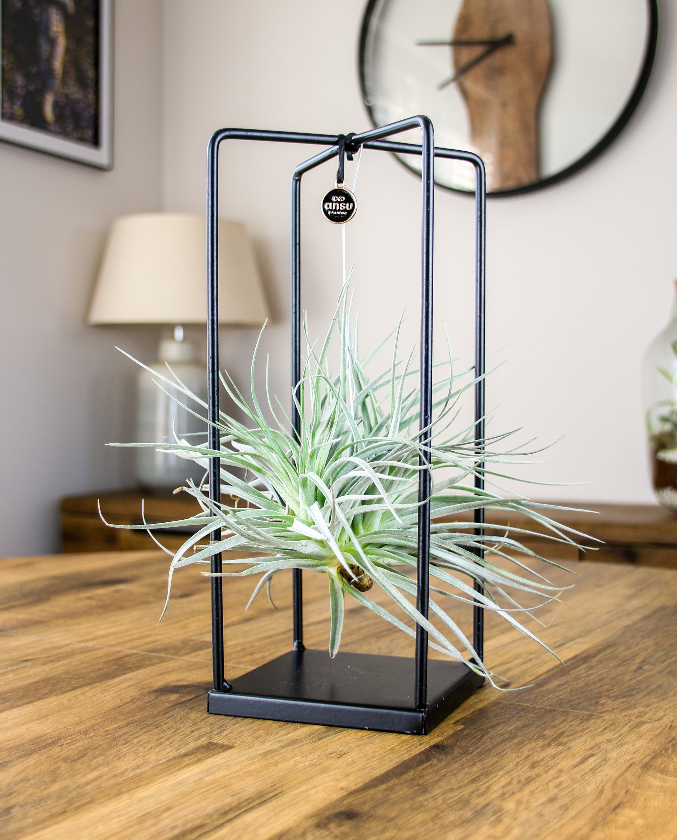 Suspended Tillandsia air plant in chic black metal holder – modern design