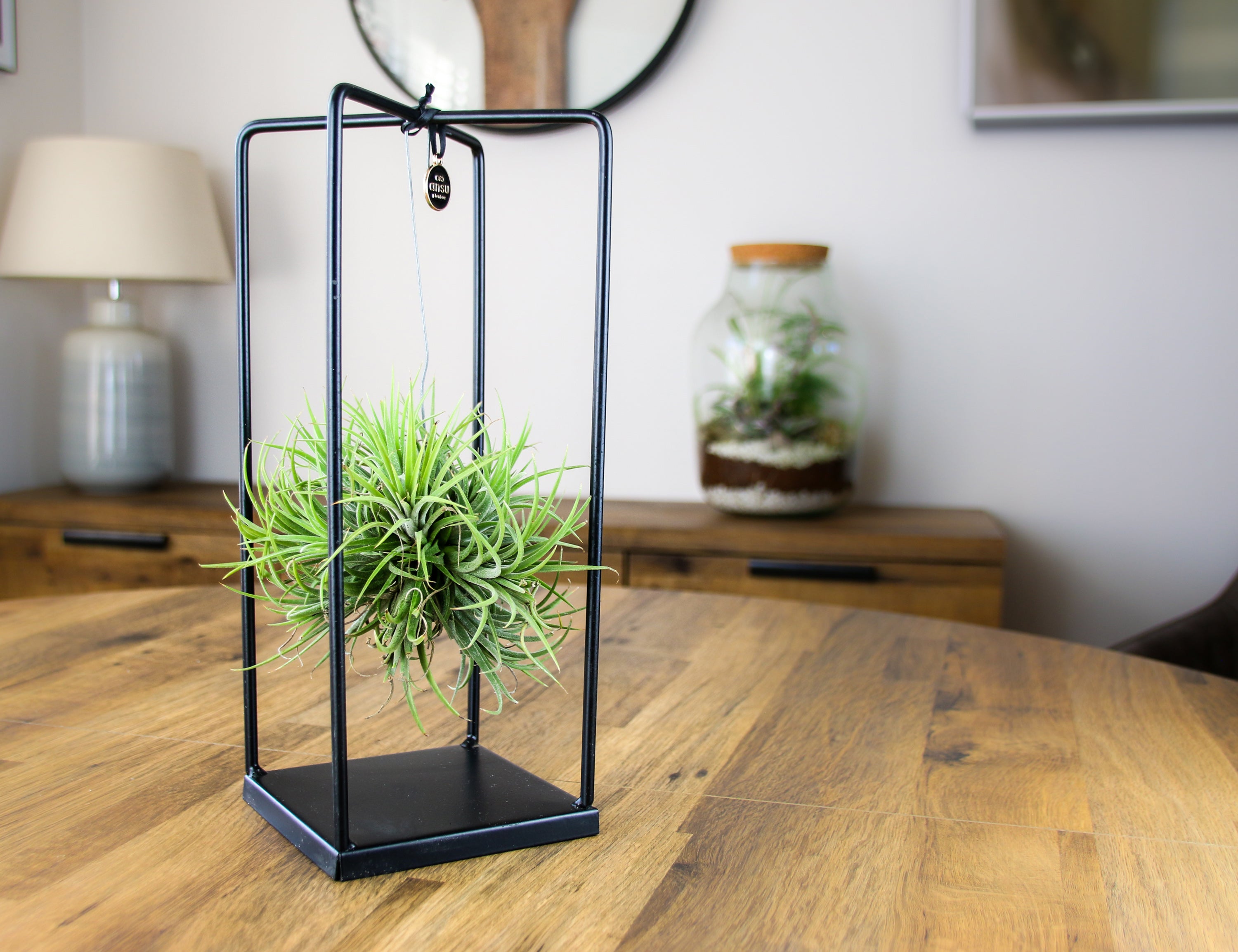 Floating air plant in sleek black metal display – unique botanical art