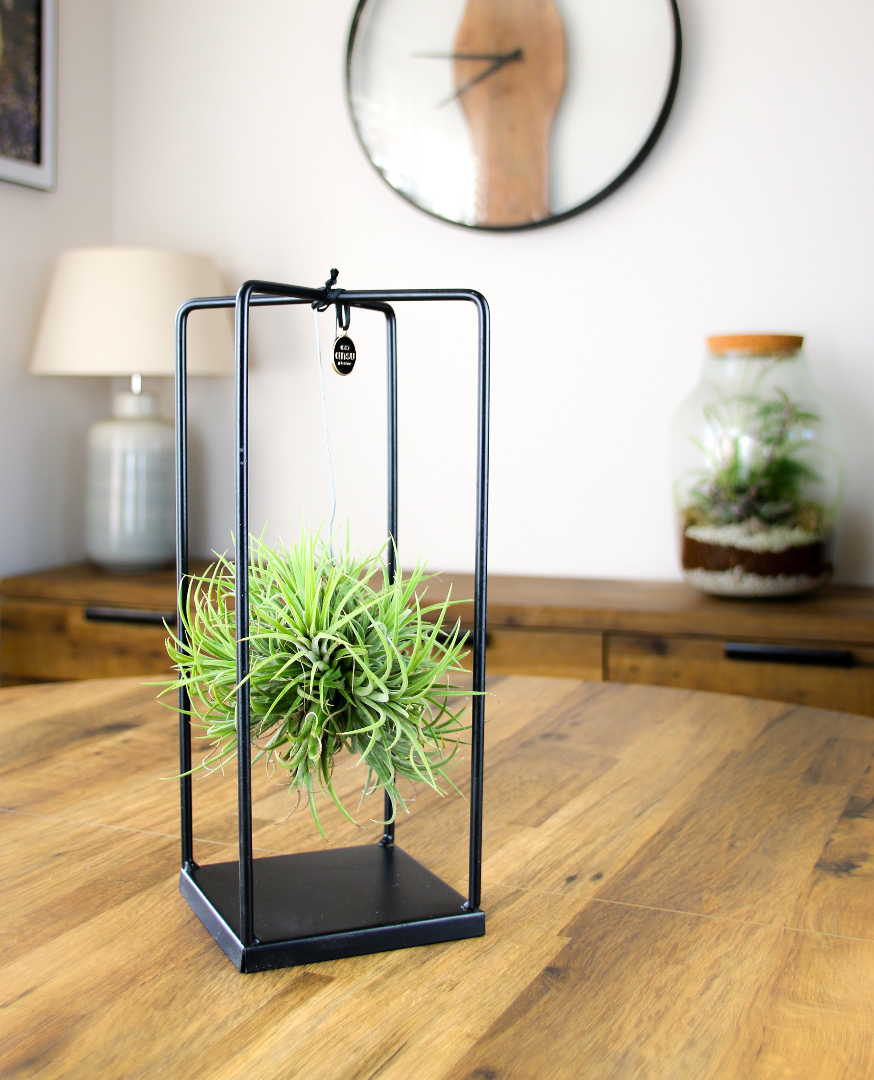 Minimal care live air plant in premium black metal frame – gift for plant lovers