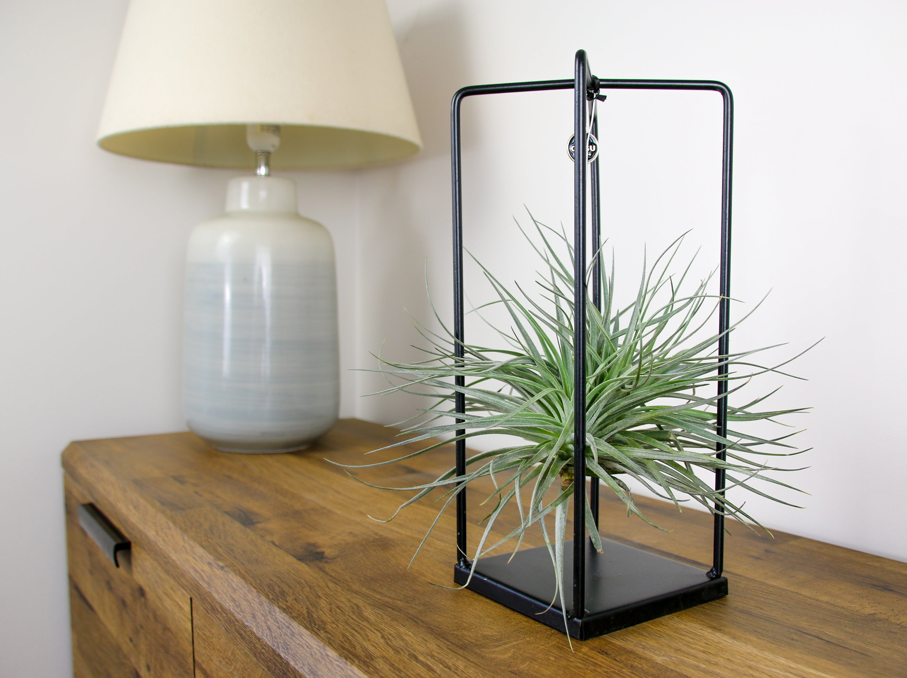 Unique gift idea – suspended air plant in designer metal frame