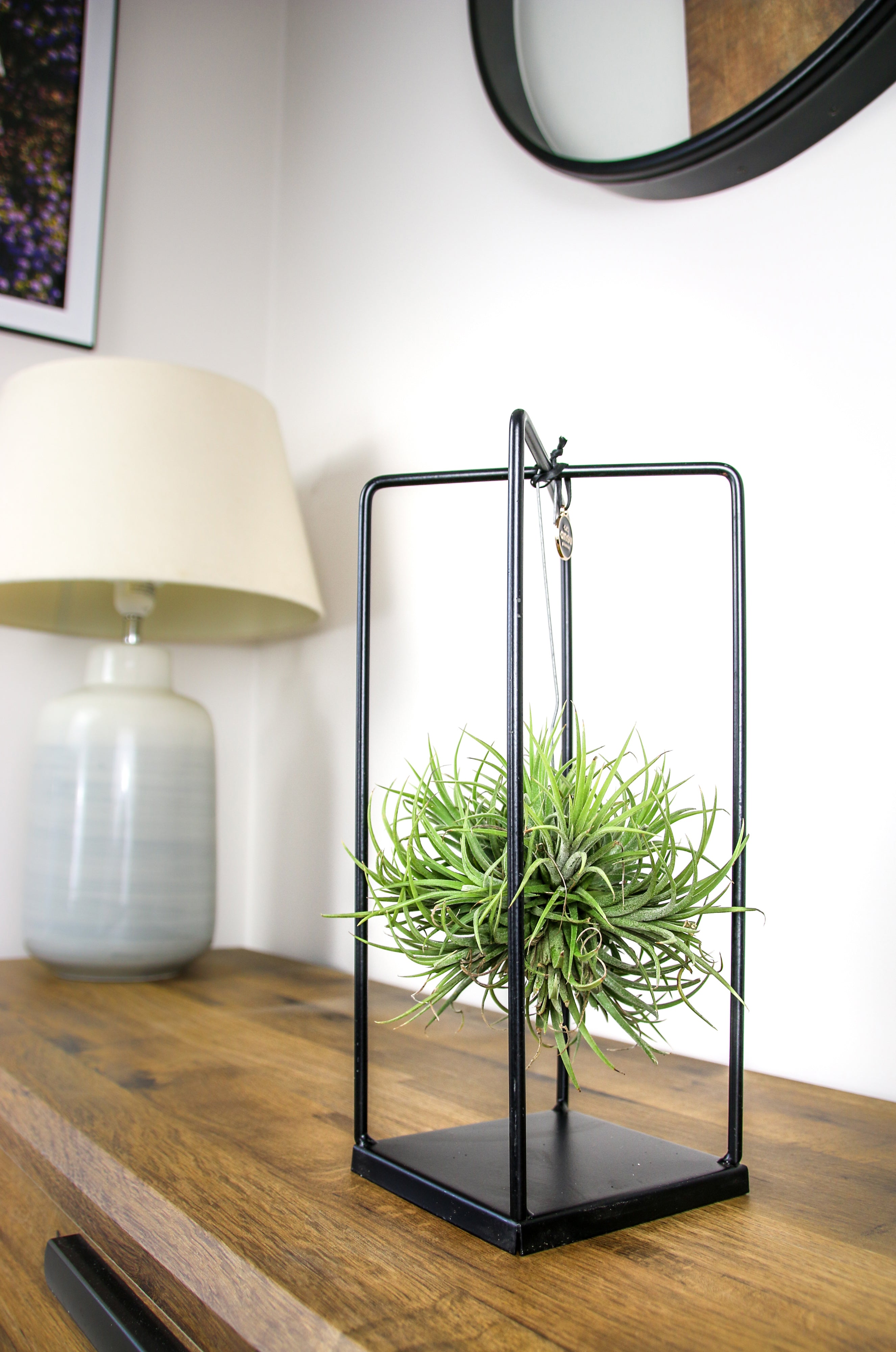Handcrafted suspended air plant in artistic metal stand – modern living décor