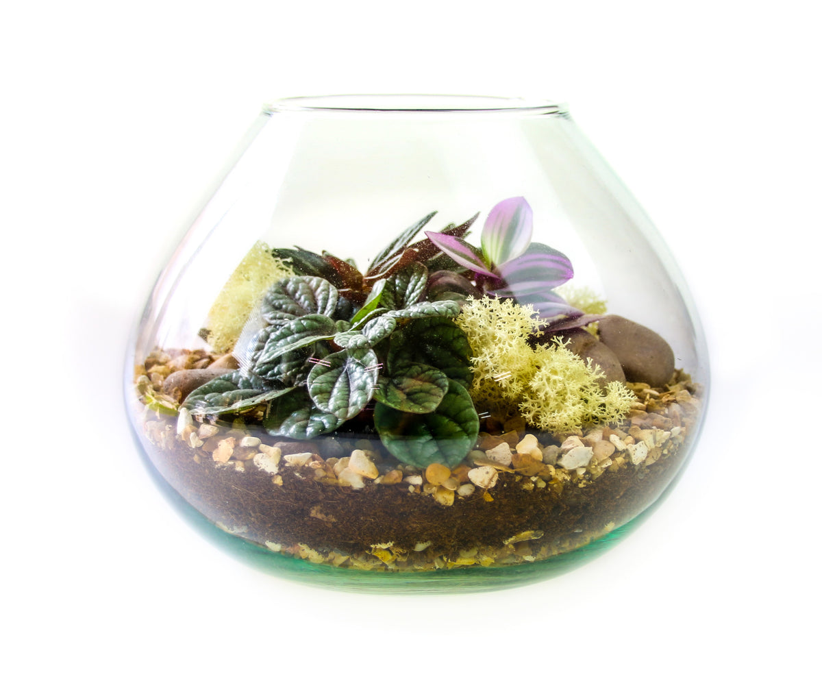 Forest plant open terrarium