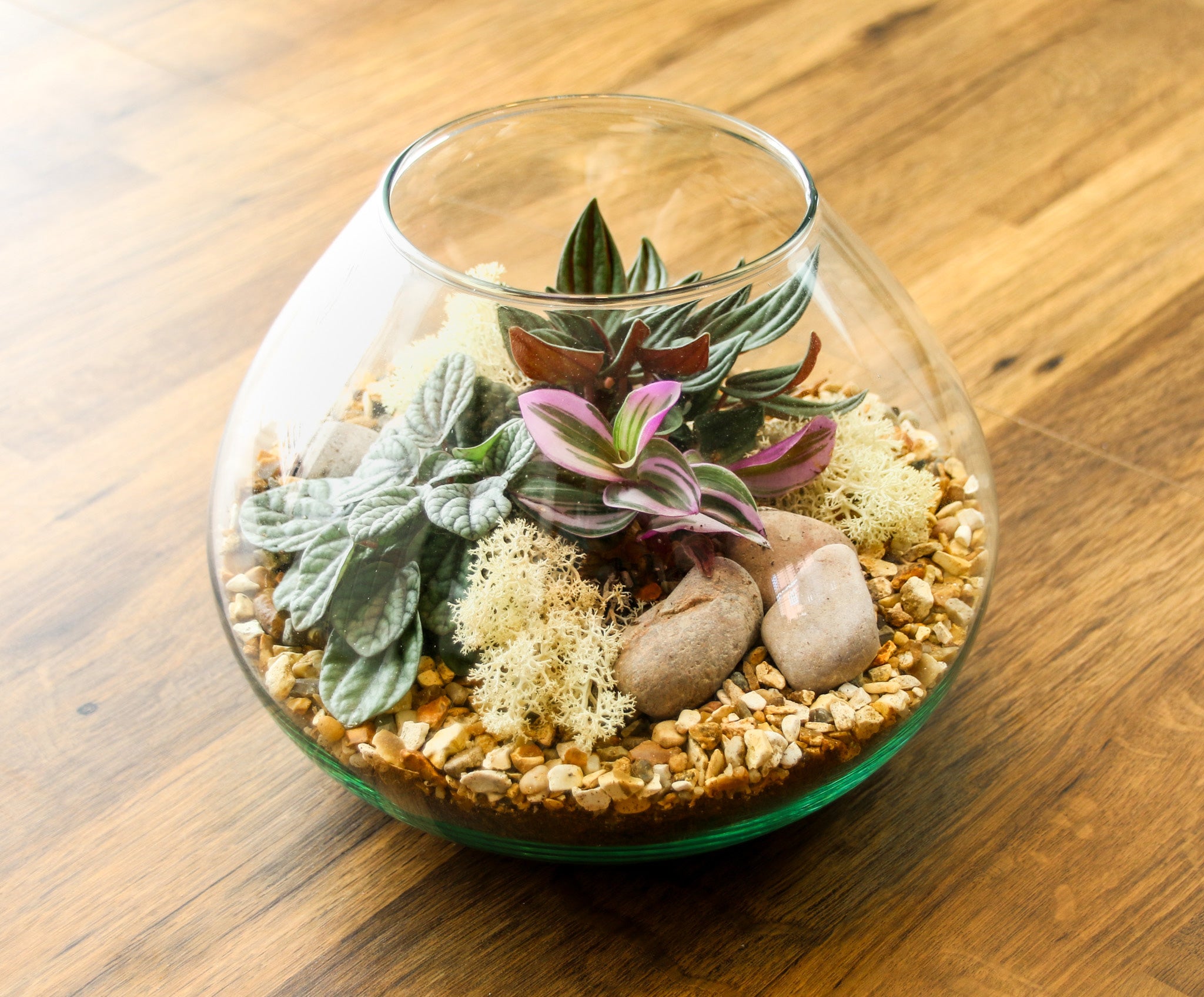 Plants in a bowl free UK delivery