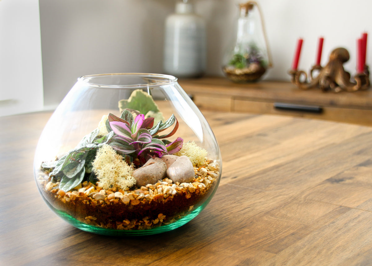 Gift idea for plant enthusiast