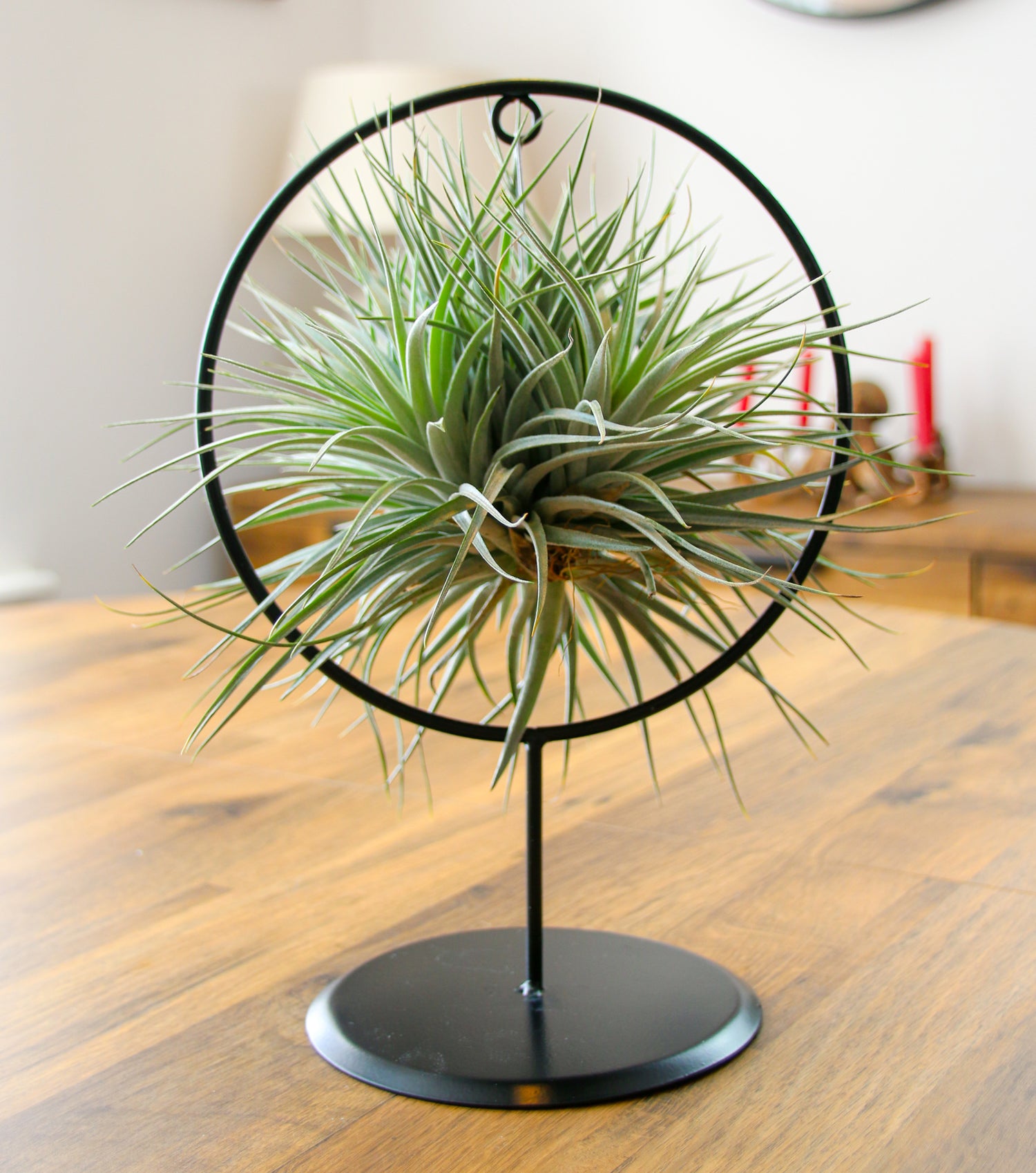 Air plant hanging display
