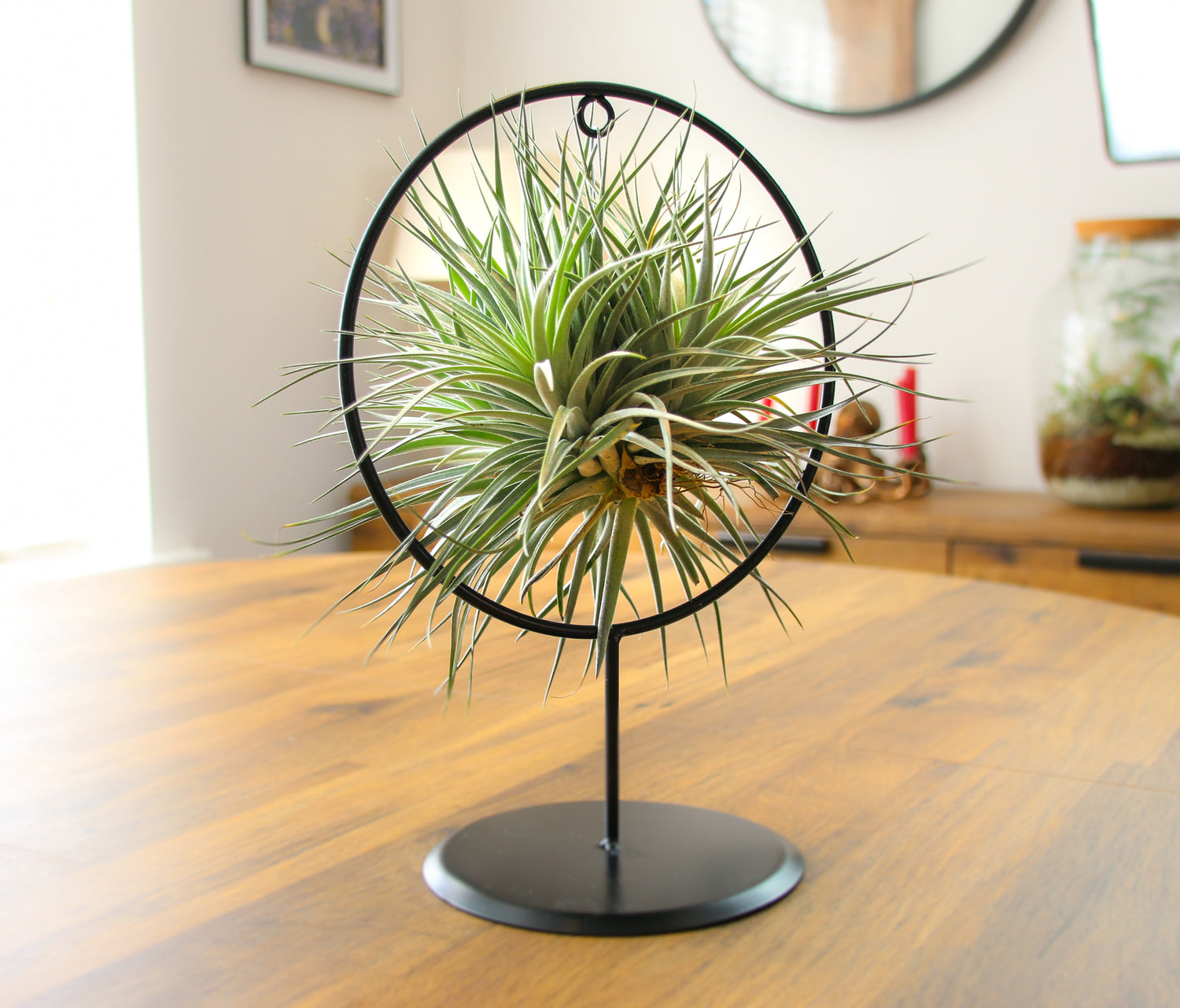 air plant display ideas