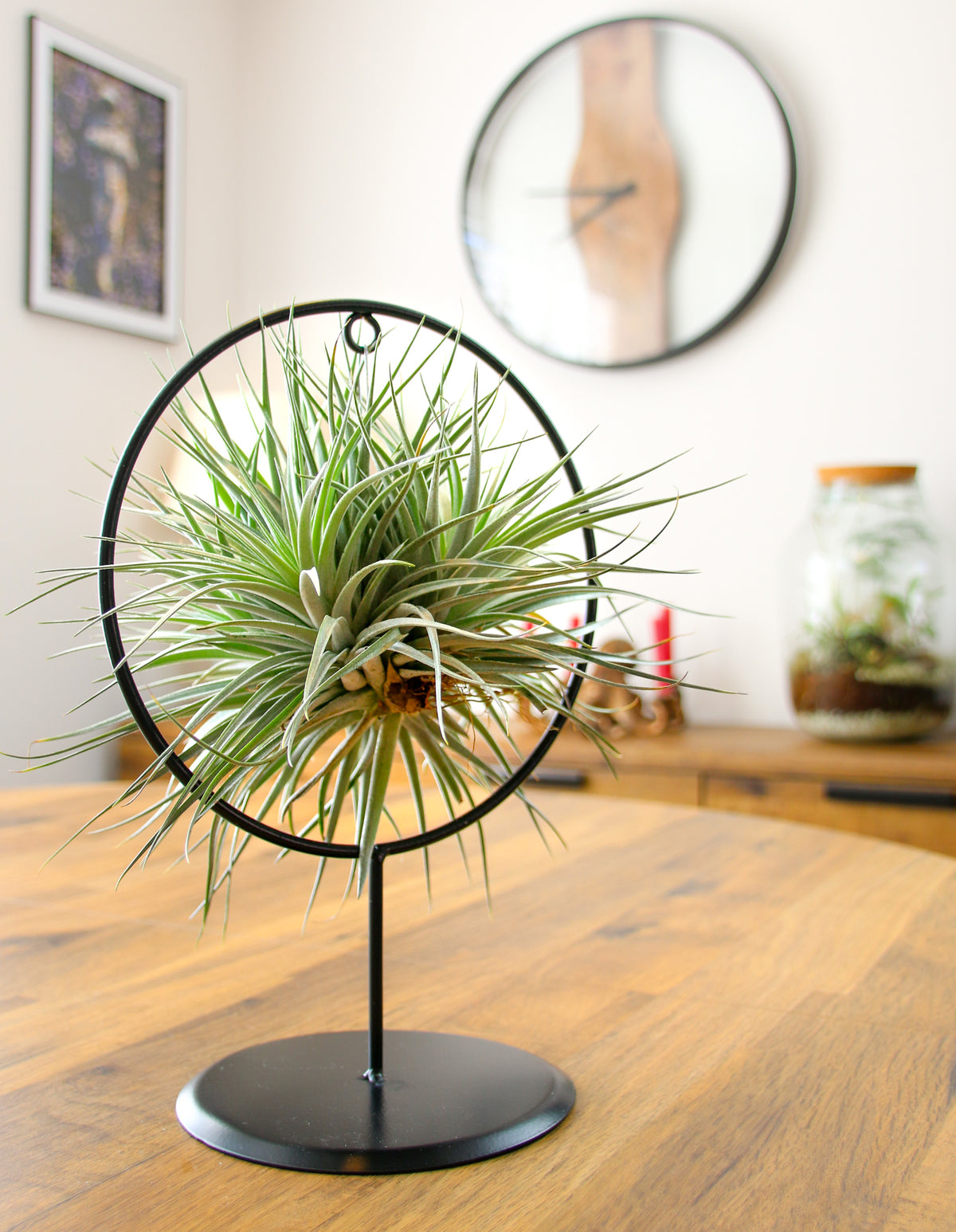 Home decor living air plant gift