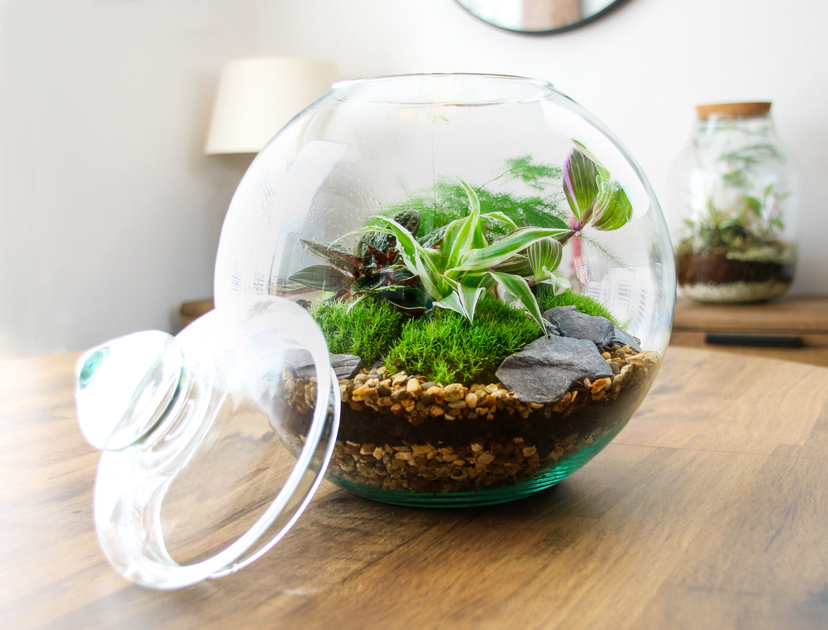 Traditional Glass Terrarium Kit Design UK Store