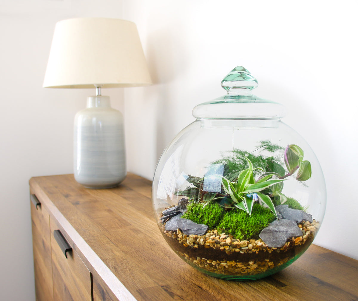 Home decor gift ideas with living plants