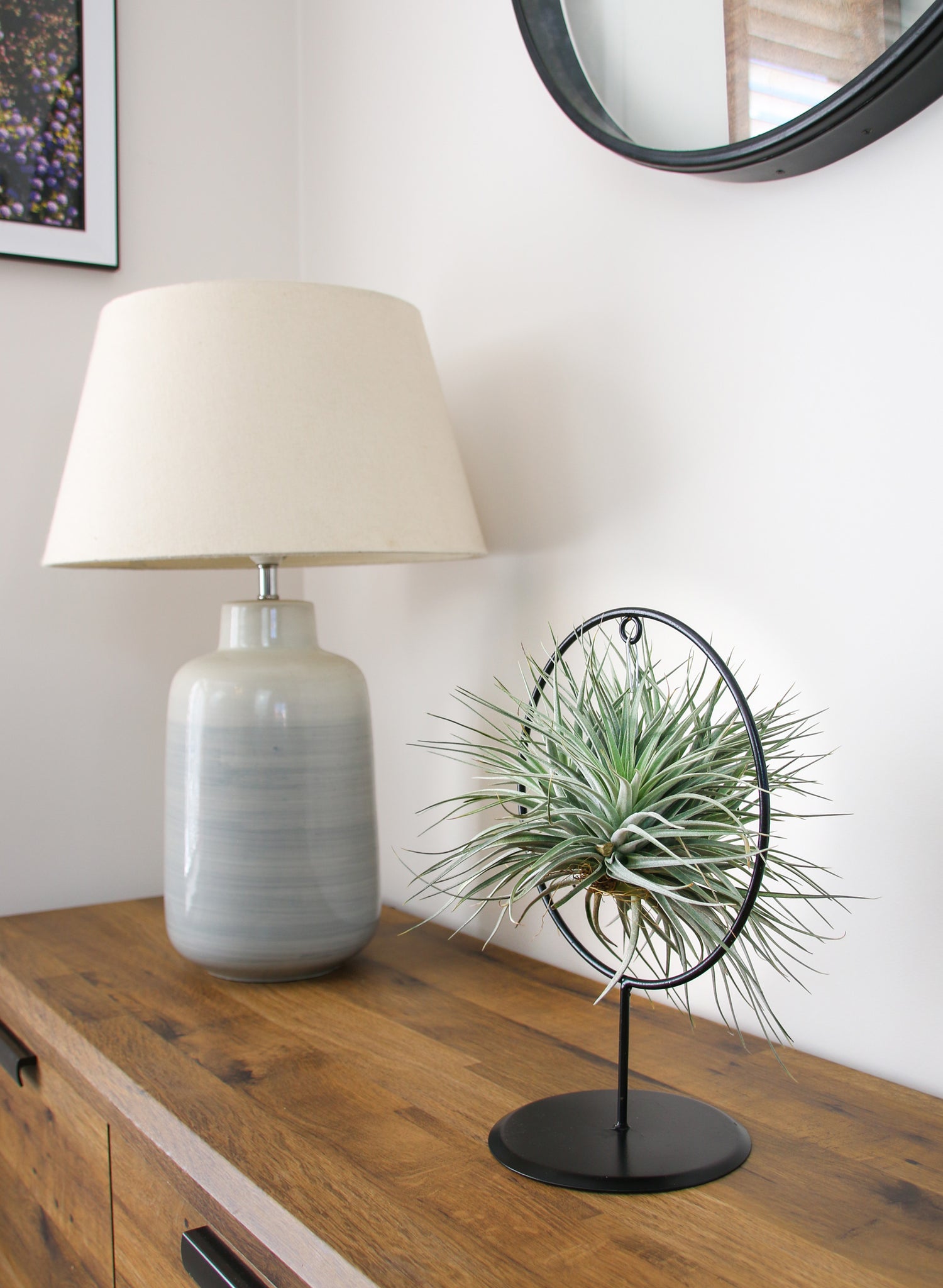 modern  display with living tillandsia air plant