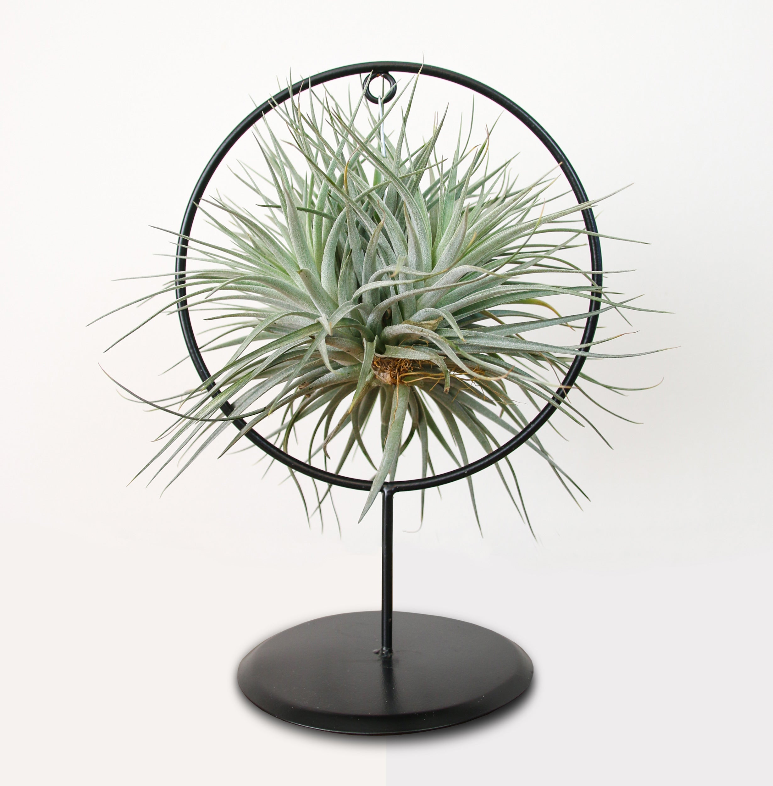 large air plant frame Luxury Suspended Air Plant – Modern Circular Metal Display