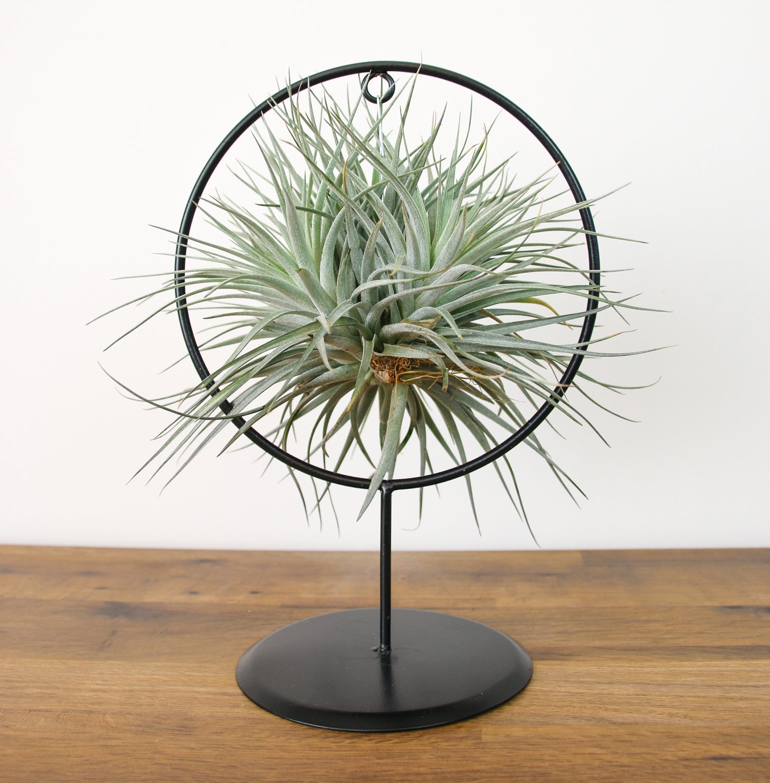 air plant display in metal frame