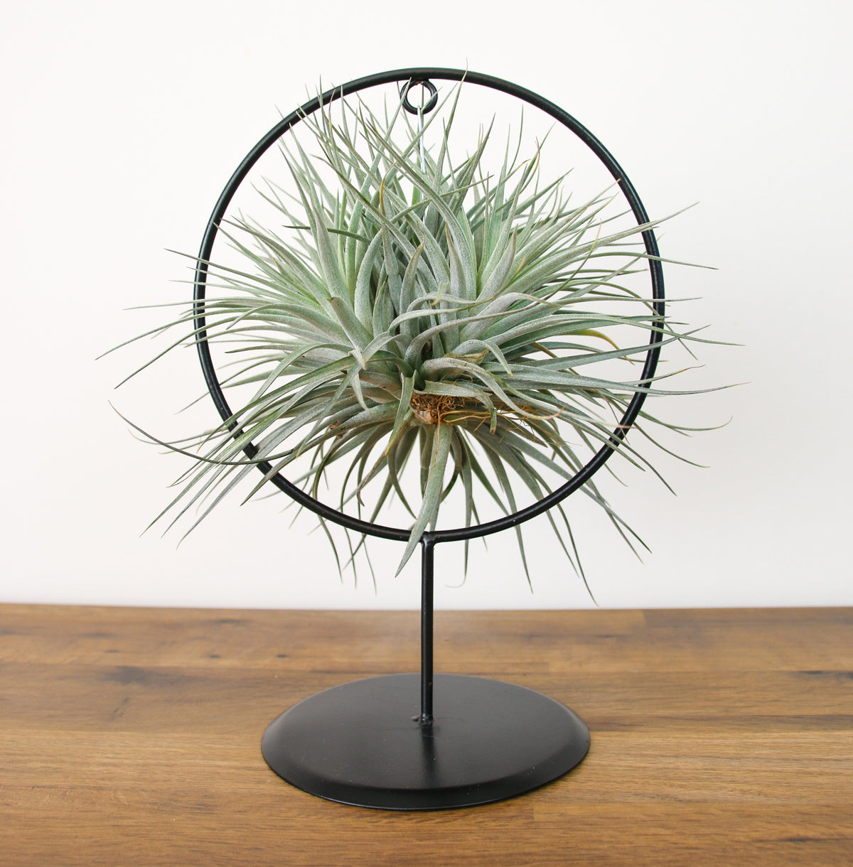 air plant display in metal frame