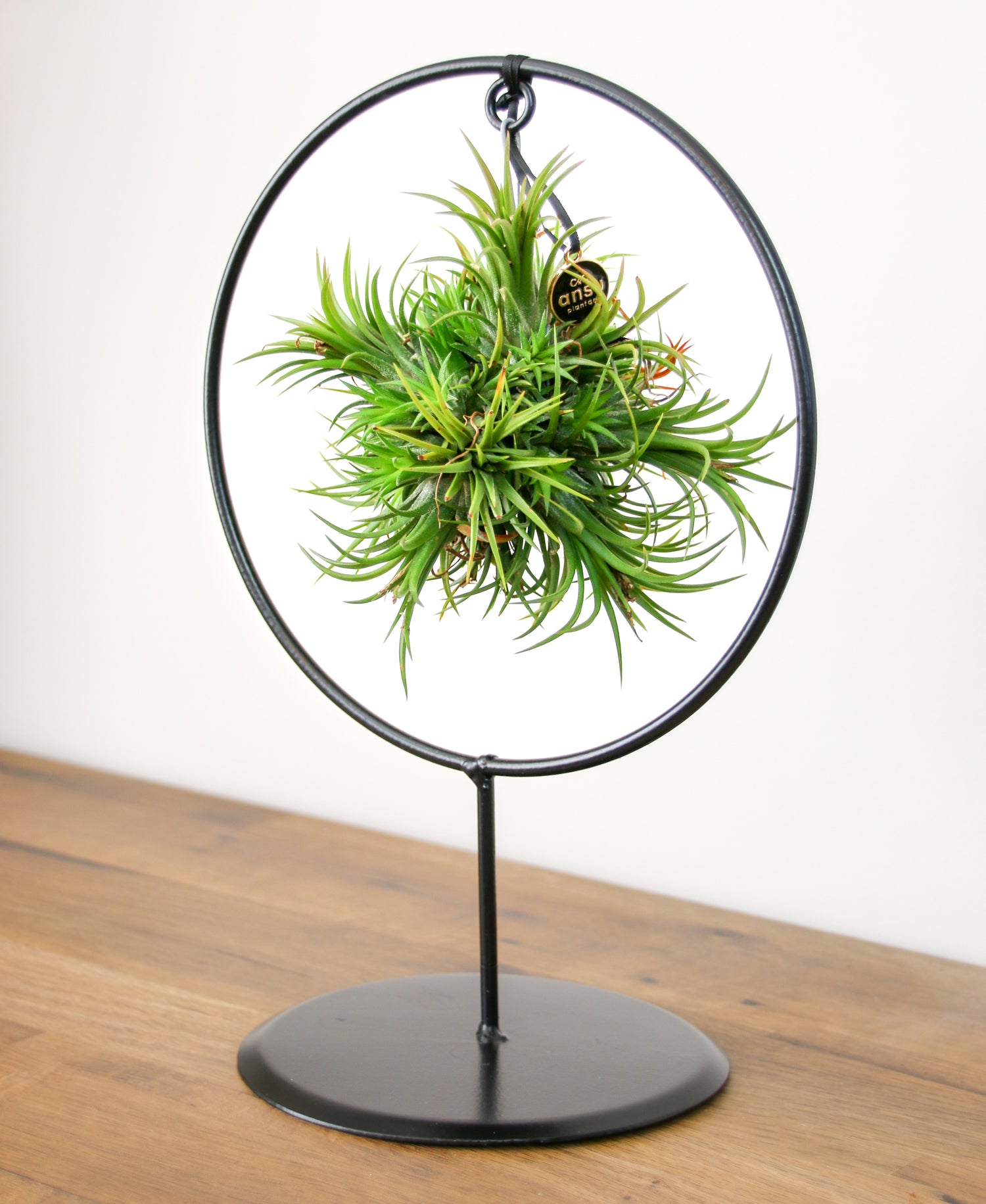 tillandsia air plant hanging in metal frame