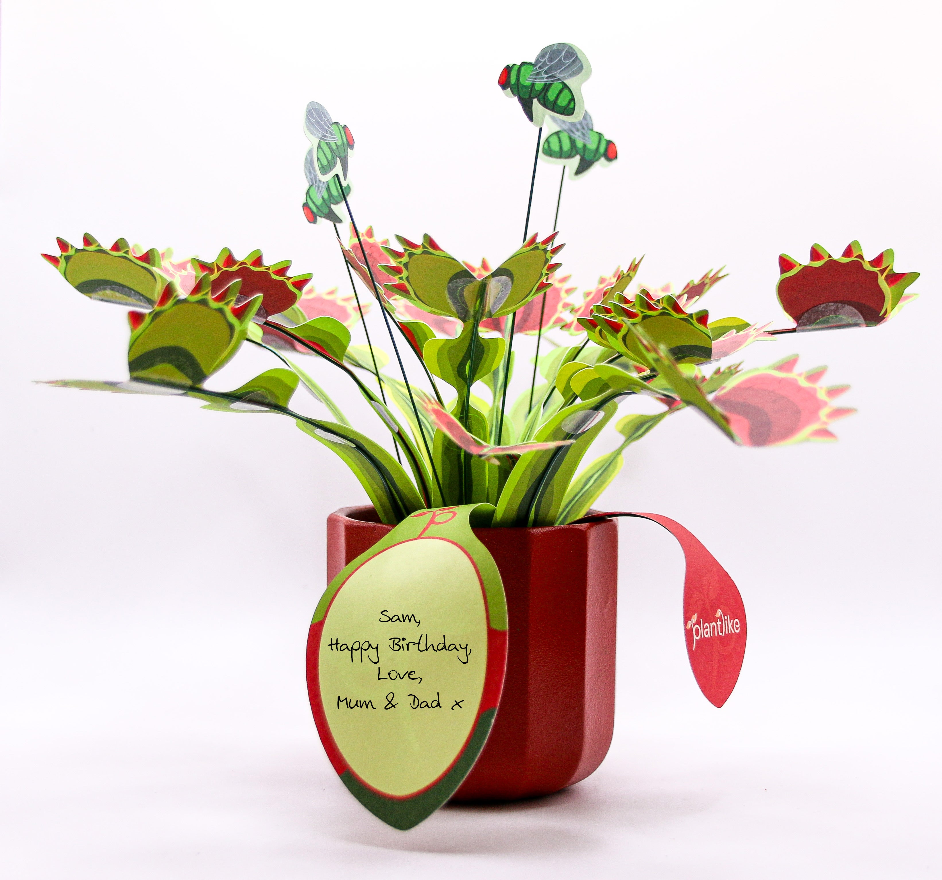 Venus fly trap craft kit unboxed - pre-cut leaves paper flies ceramic pot included - buy UK gift set free shipping
