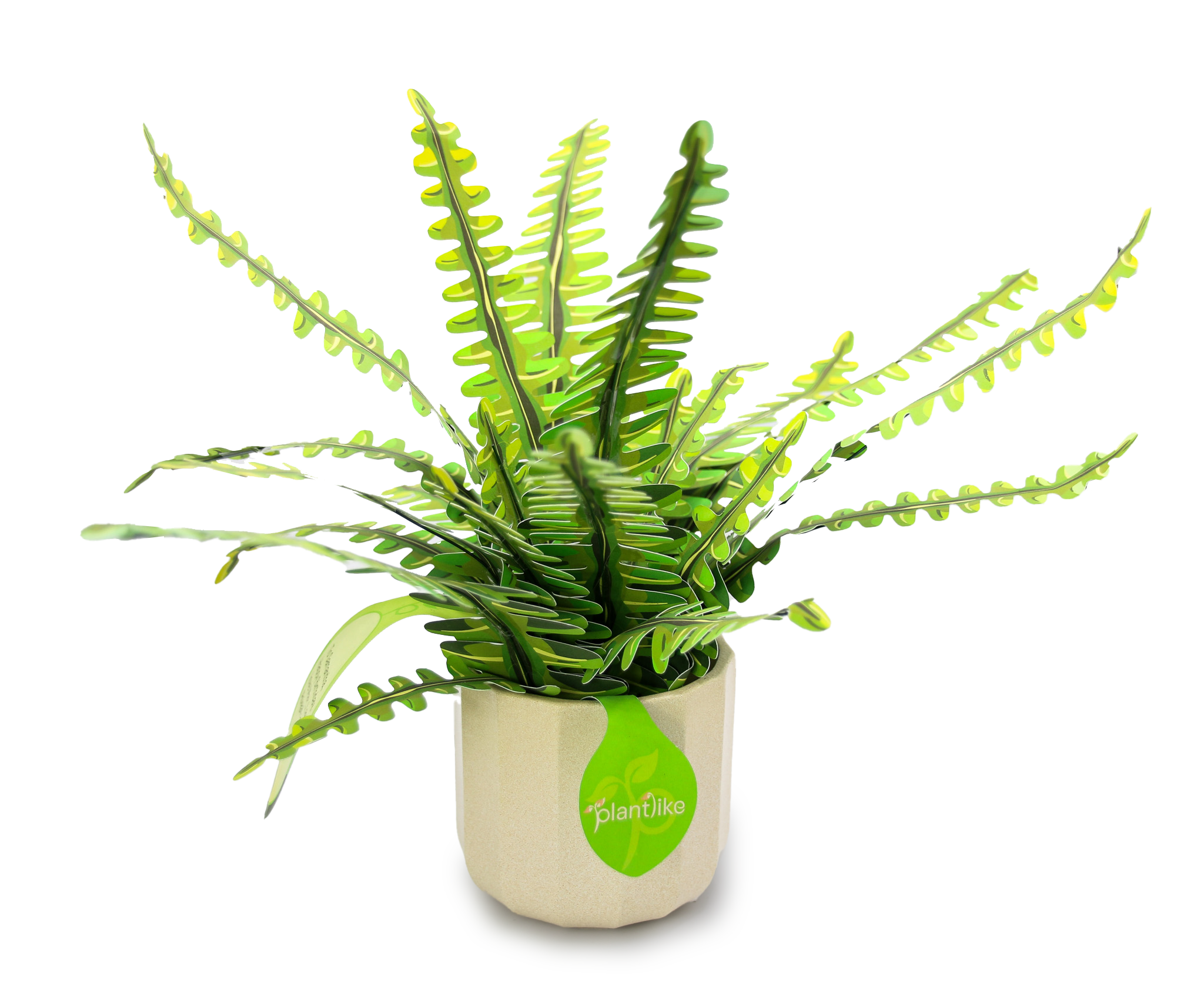 Boston fern craft kit top view - wild arching fronds in lime green - unique plant lover gift UK - buy online today