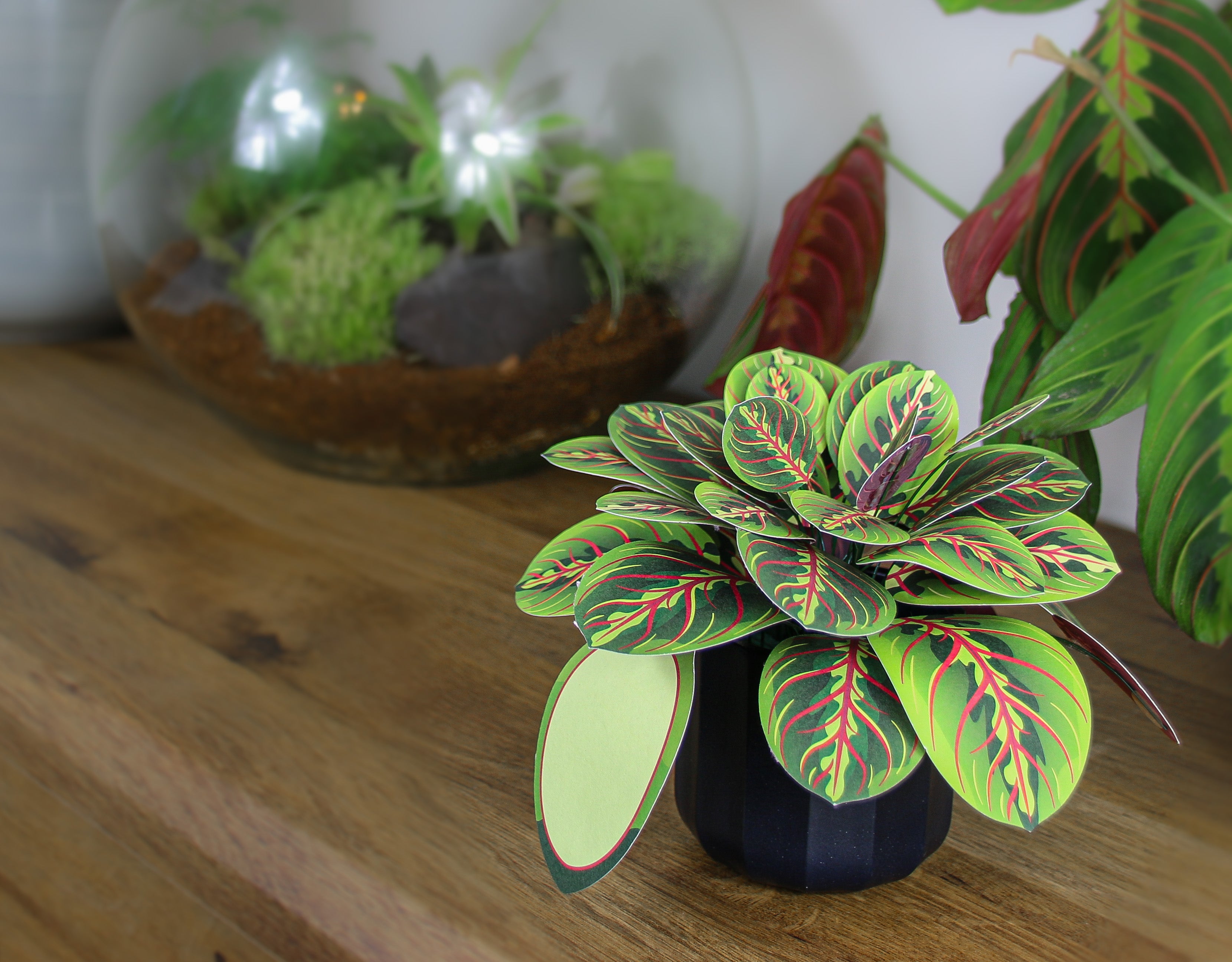 Prayer plant paper craft styled as home decor UK - botanical gift for plant lovers - buy unique houseplant alternative
