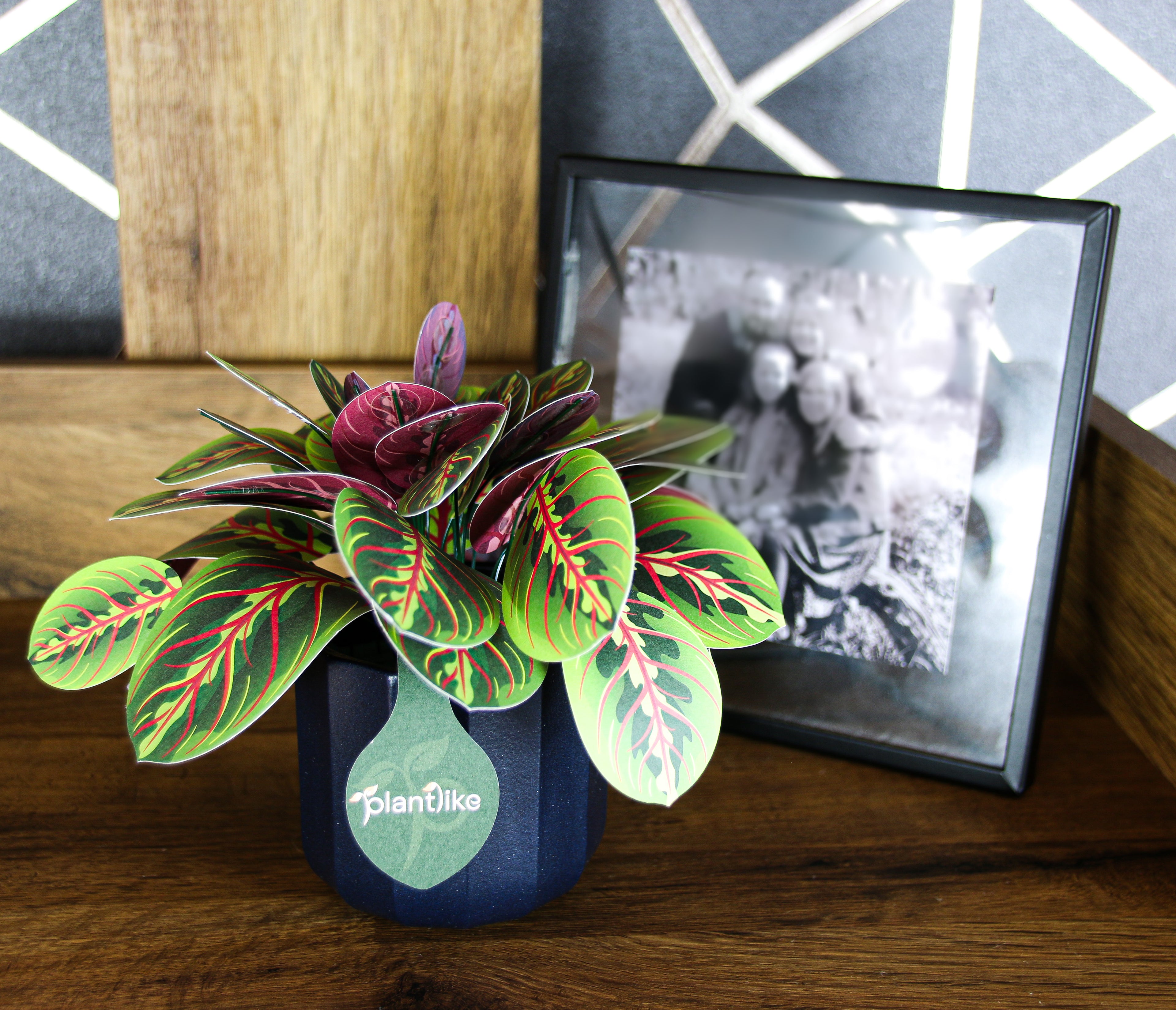 Close up prayer plant craft kit by Plantlike - detailed green and red patterned leaves - unique gift for plant lovers UK