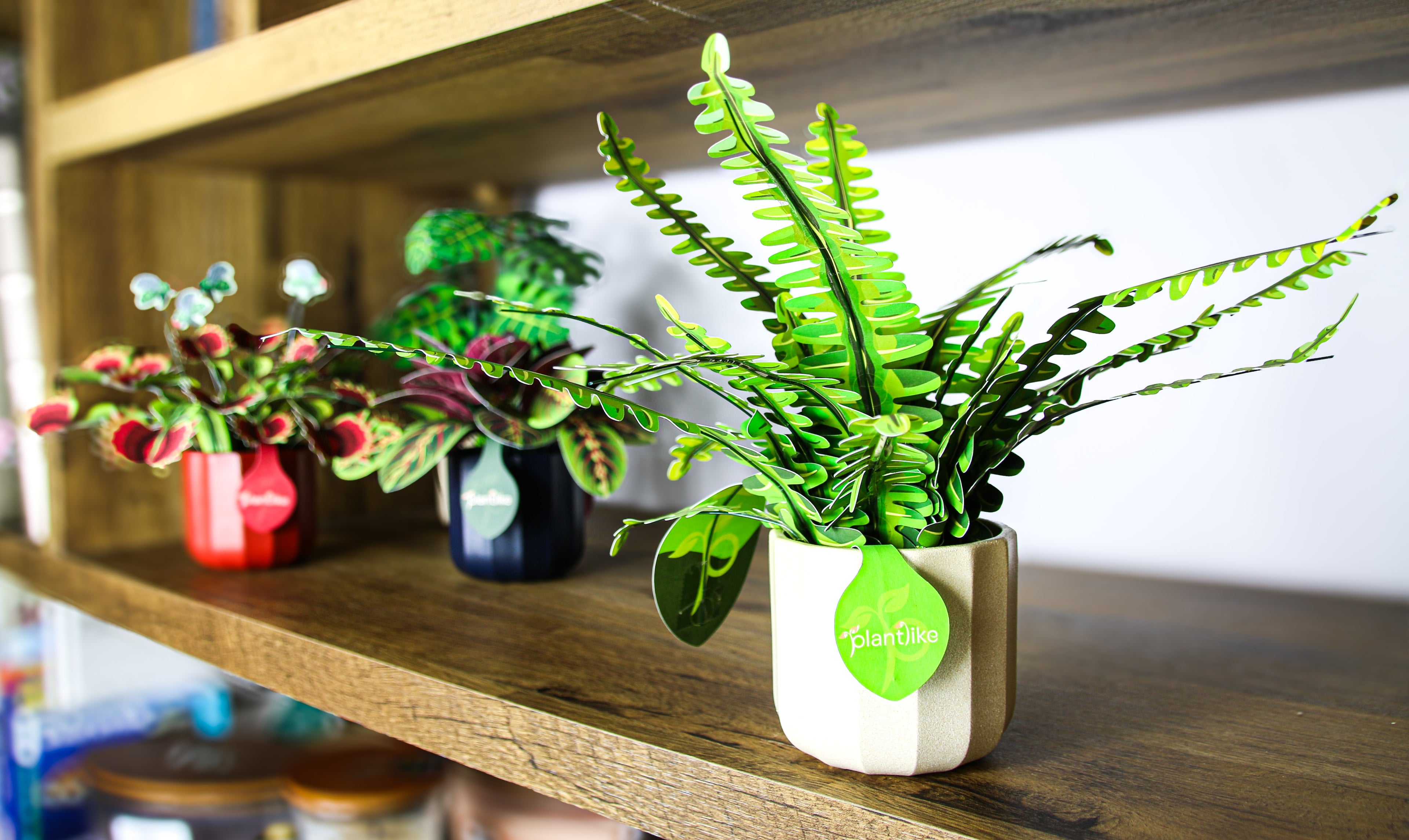 : Plantlike boston fern paper plant gift range - lush fern craft kit UK - buy online with free tracked UK delivery