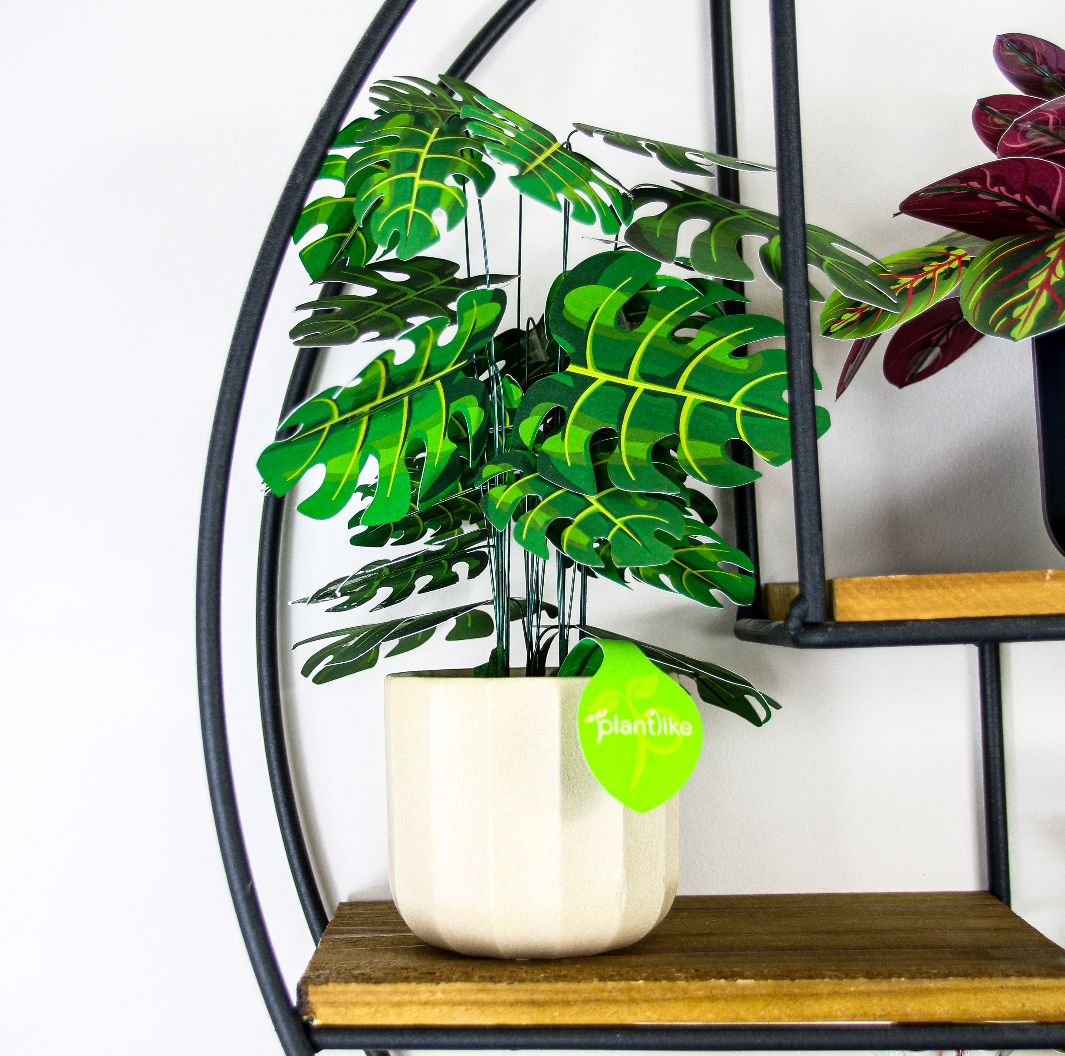 Completed monstera cheese plant craft - tropical botanical gift UK - order online for birthday mothers day delivery