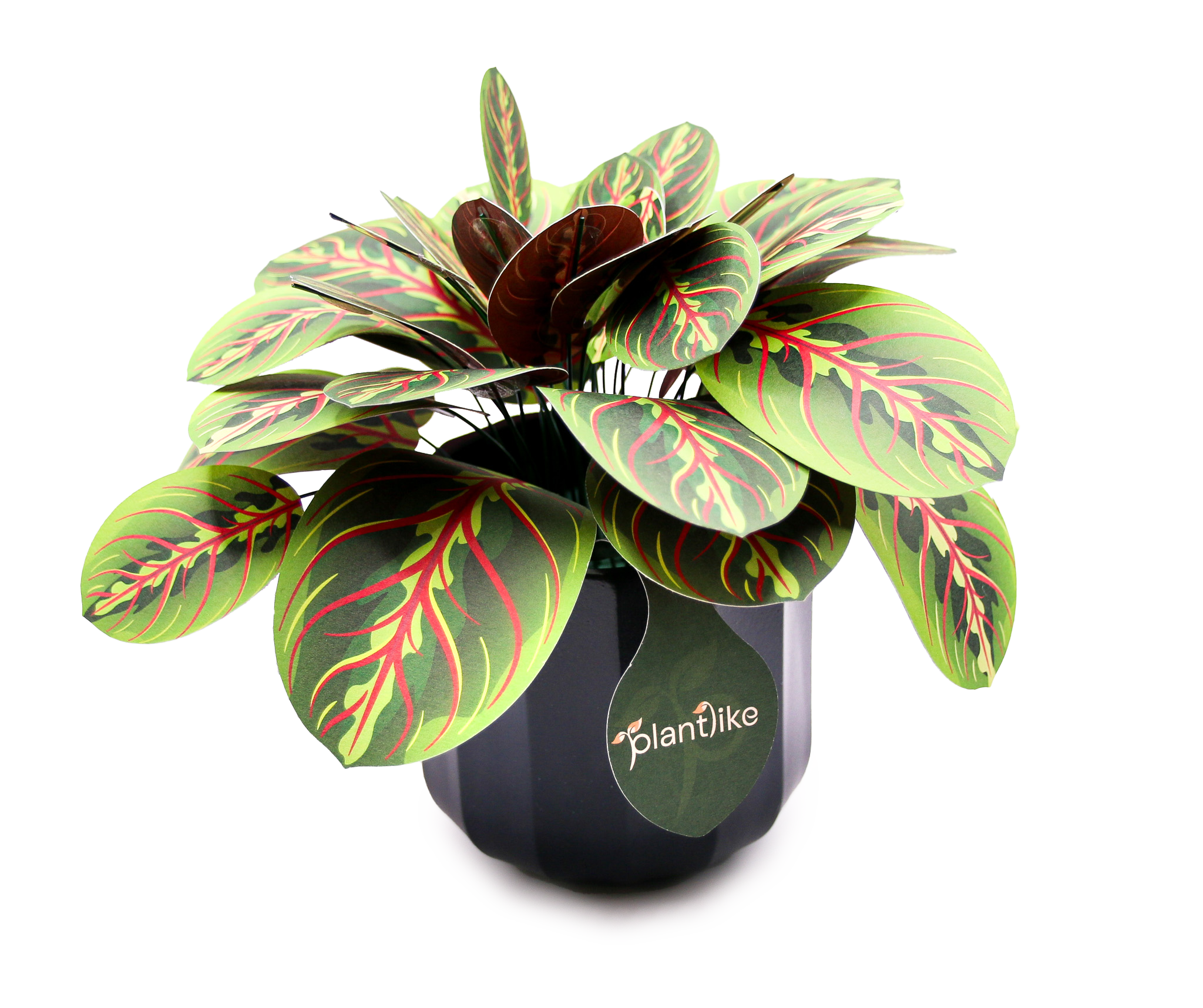 The Prayer Plant