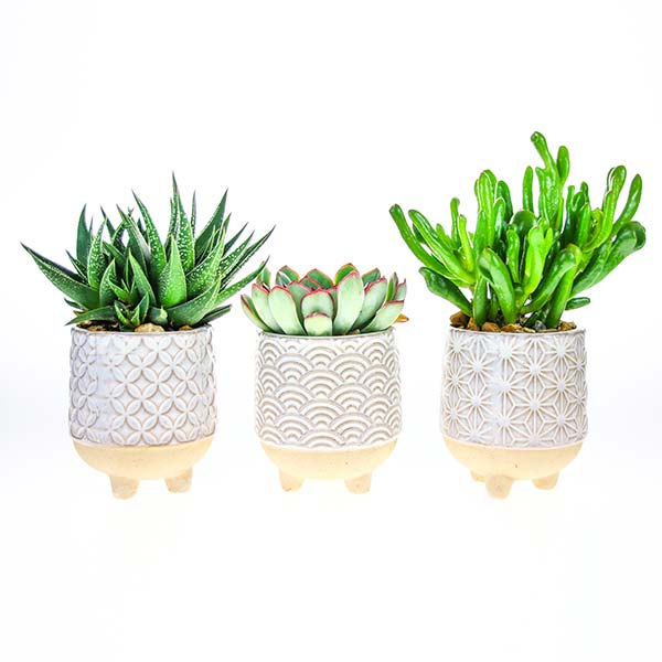 Indoor planter gifts with living plants
