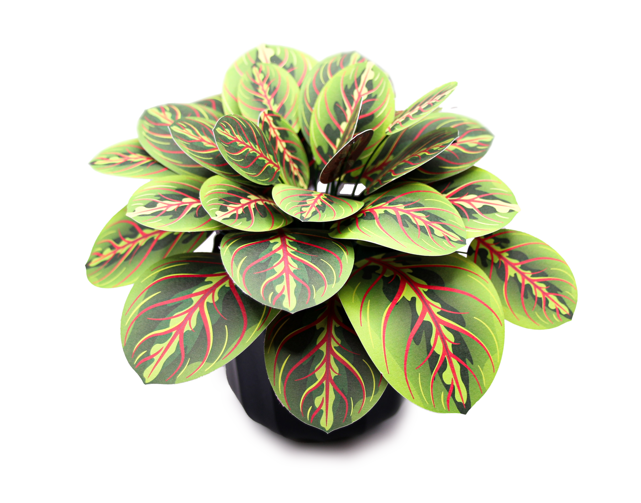 Prayer plant paper houseplant craft kit - mess free DIY gift for her - shop Plantlike UK with fast tracked delivery