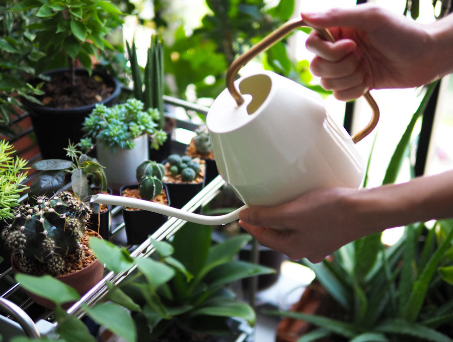 Terrarium plant care tips