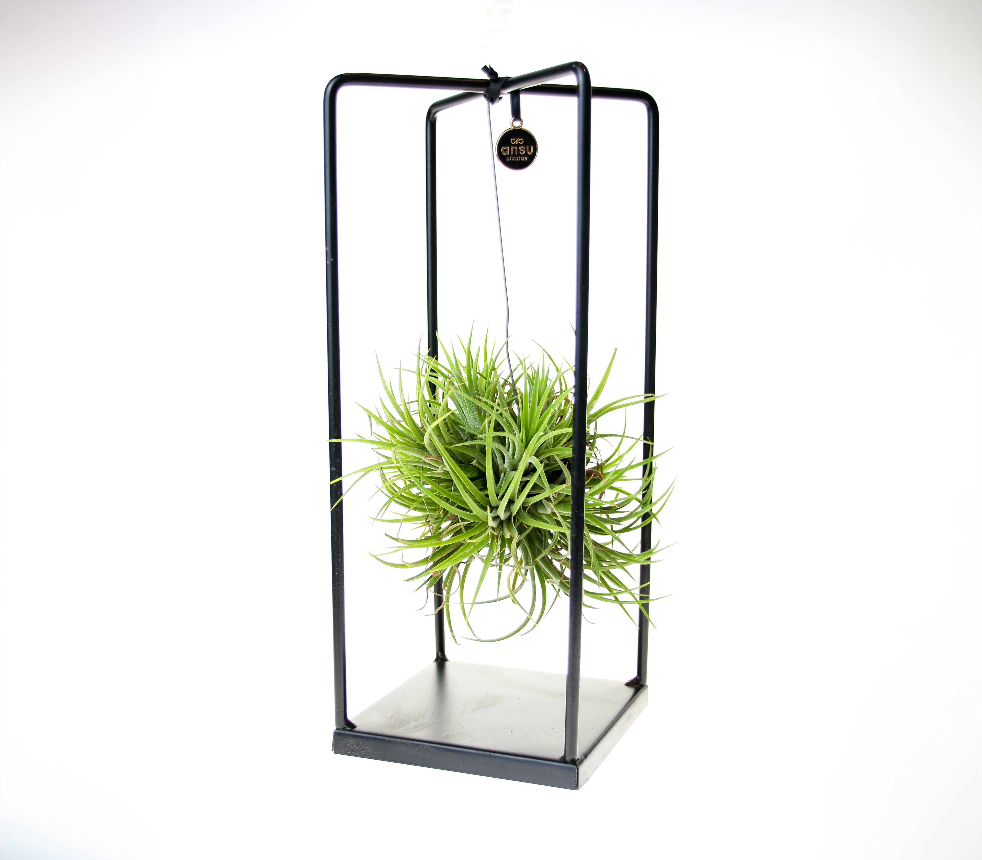 Minimalist hanging air plant in premium metal stand – elegant home accent