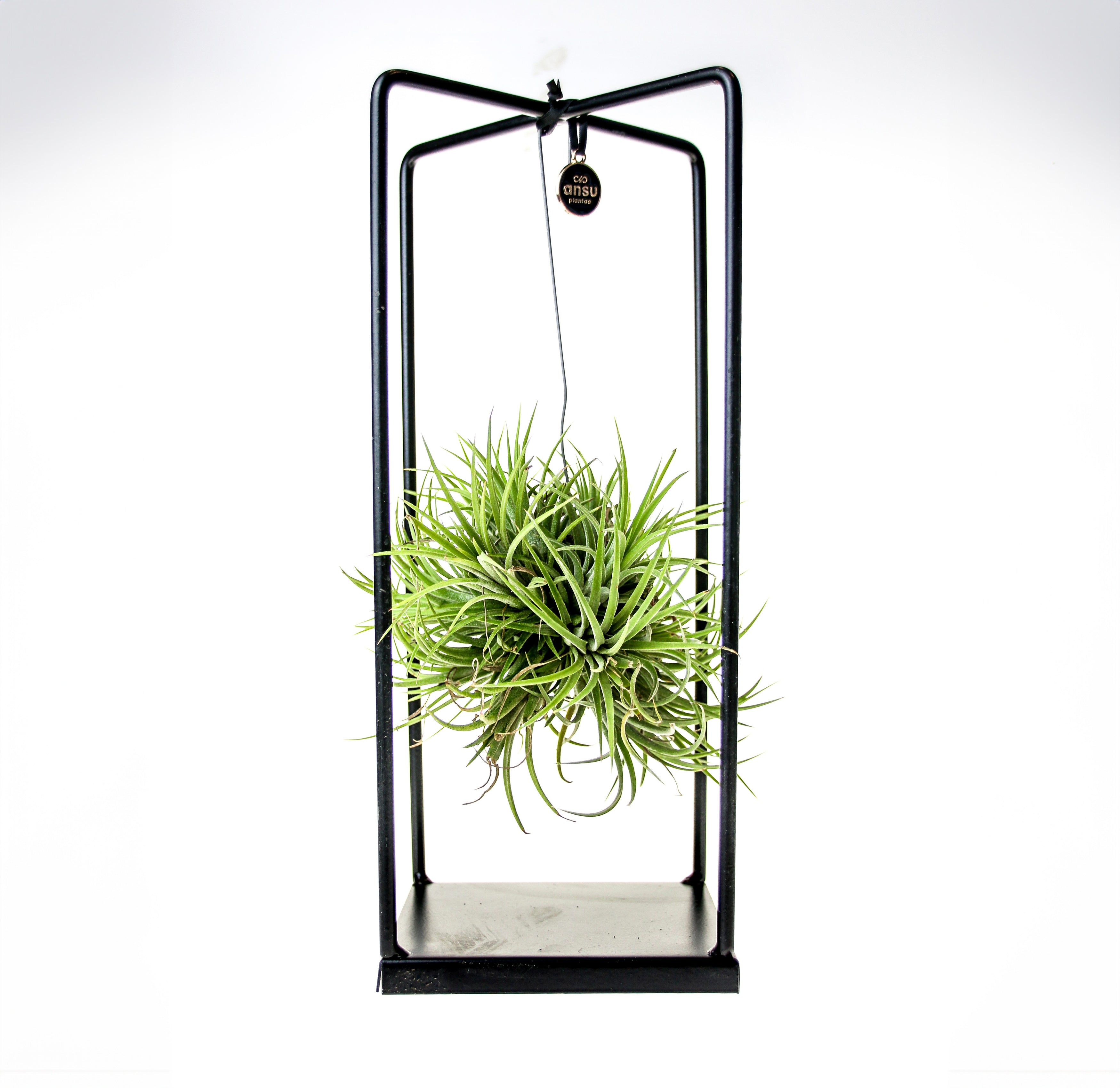 Modern air plant display – luxury indoor greenery for contemporary homes