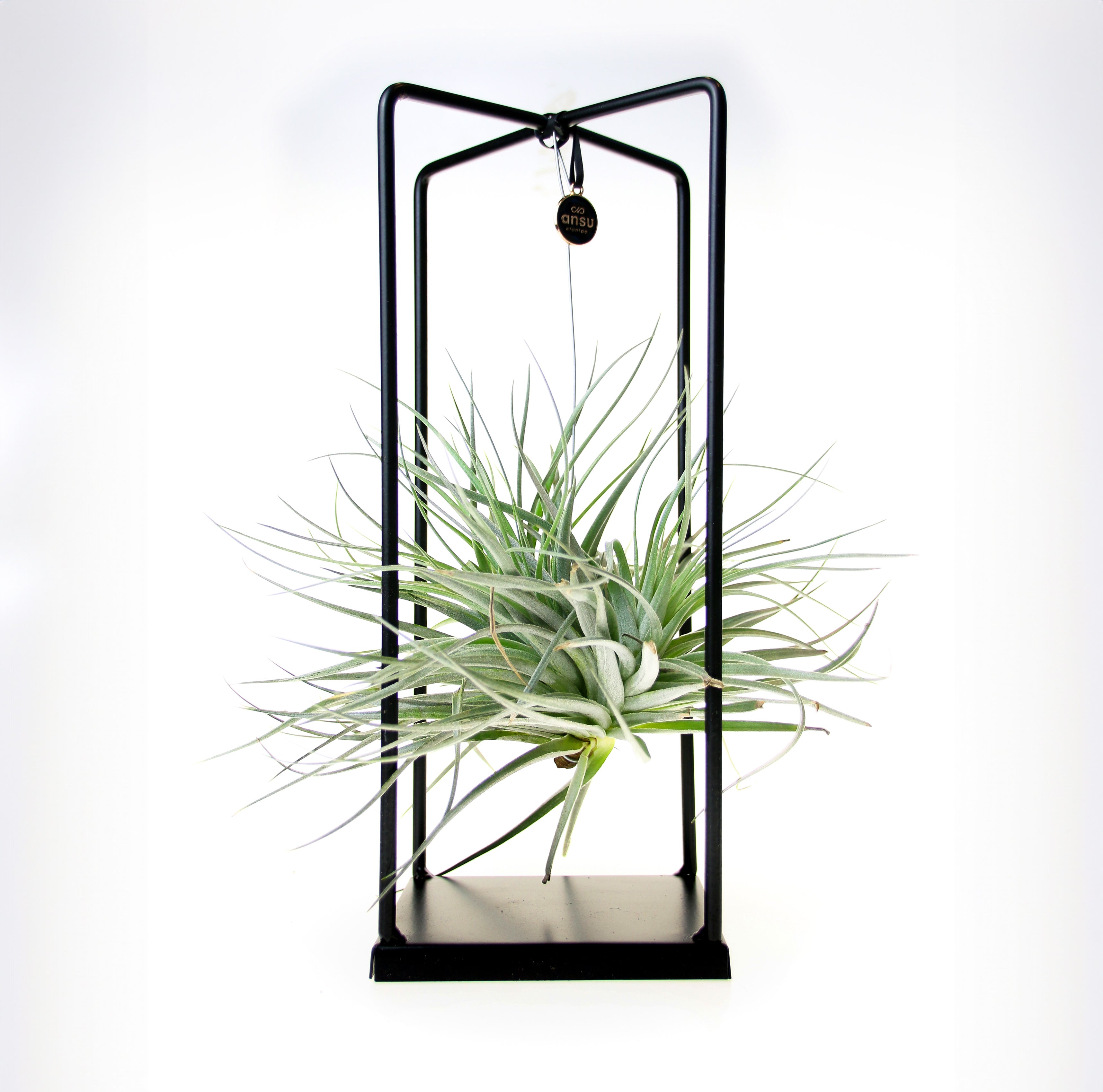 Elegant air plant in geometric metal stand – perfect for minimalist interiors
