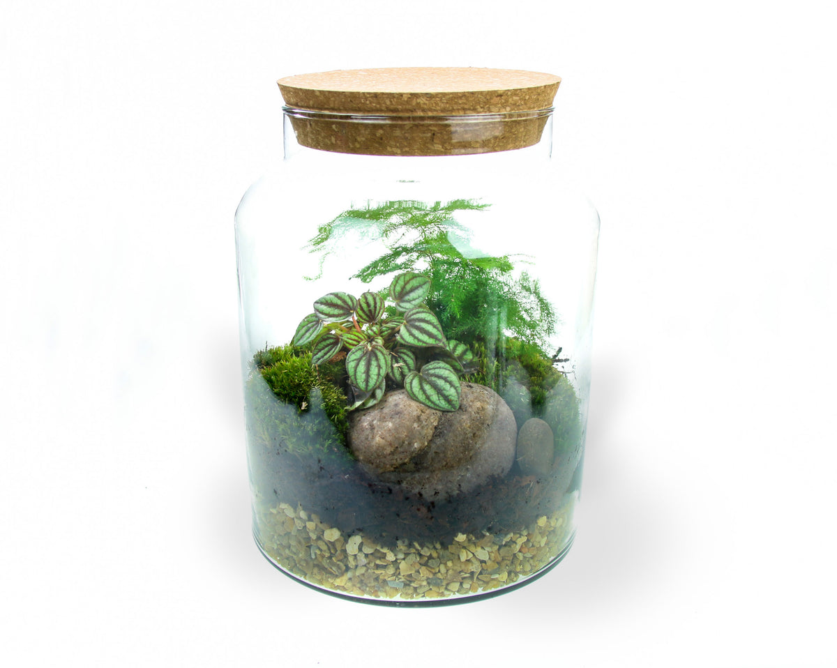 How to build a terrarium