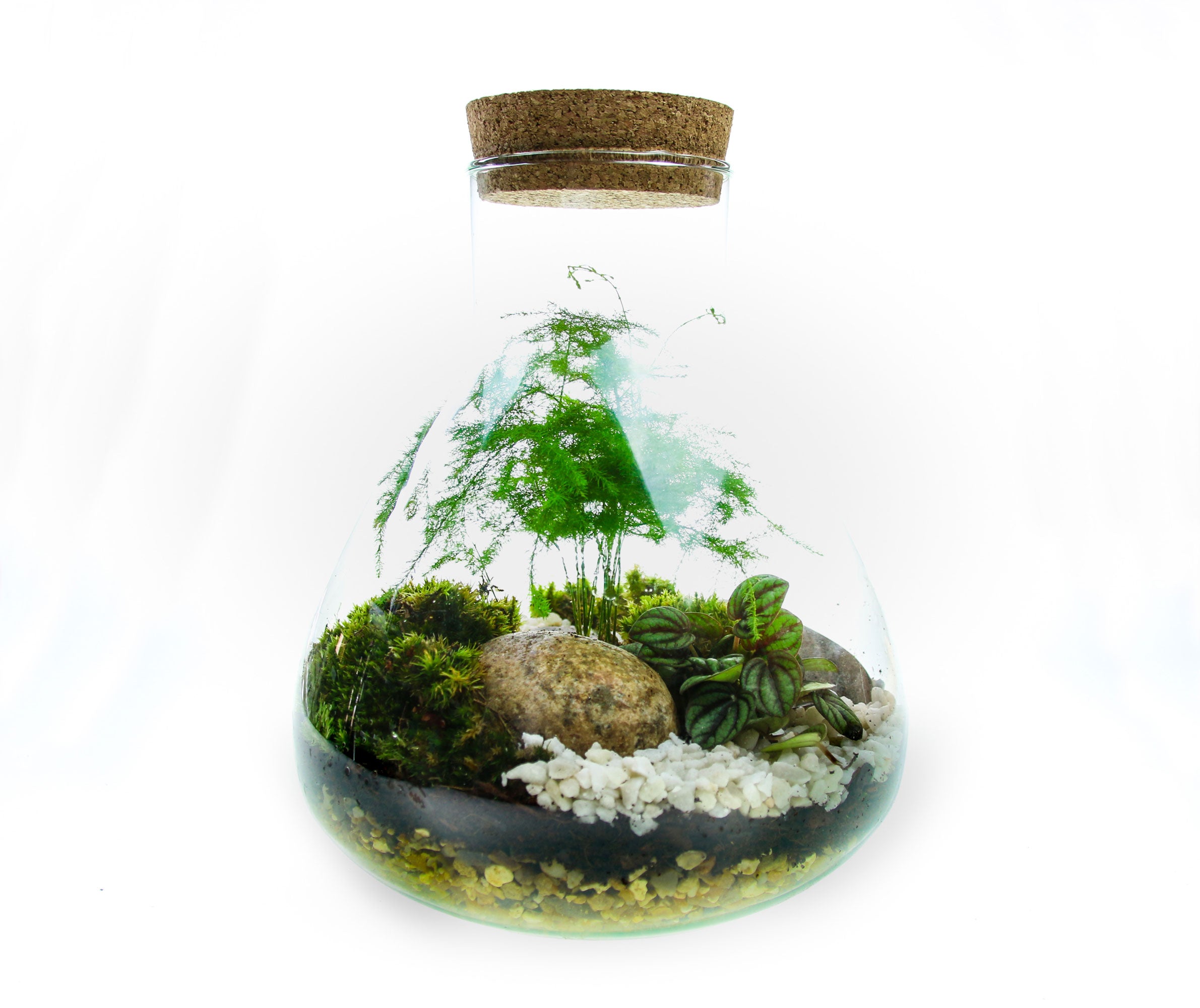 House warming gift with plants - terrarium kit