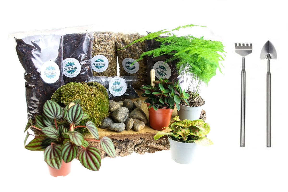Renewed closed terrarium after a full refresh — lush replanted forest-floor display