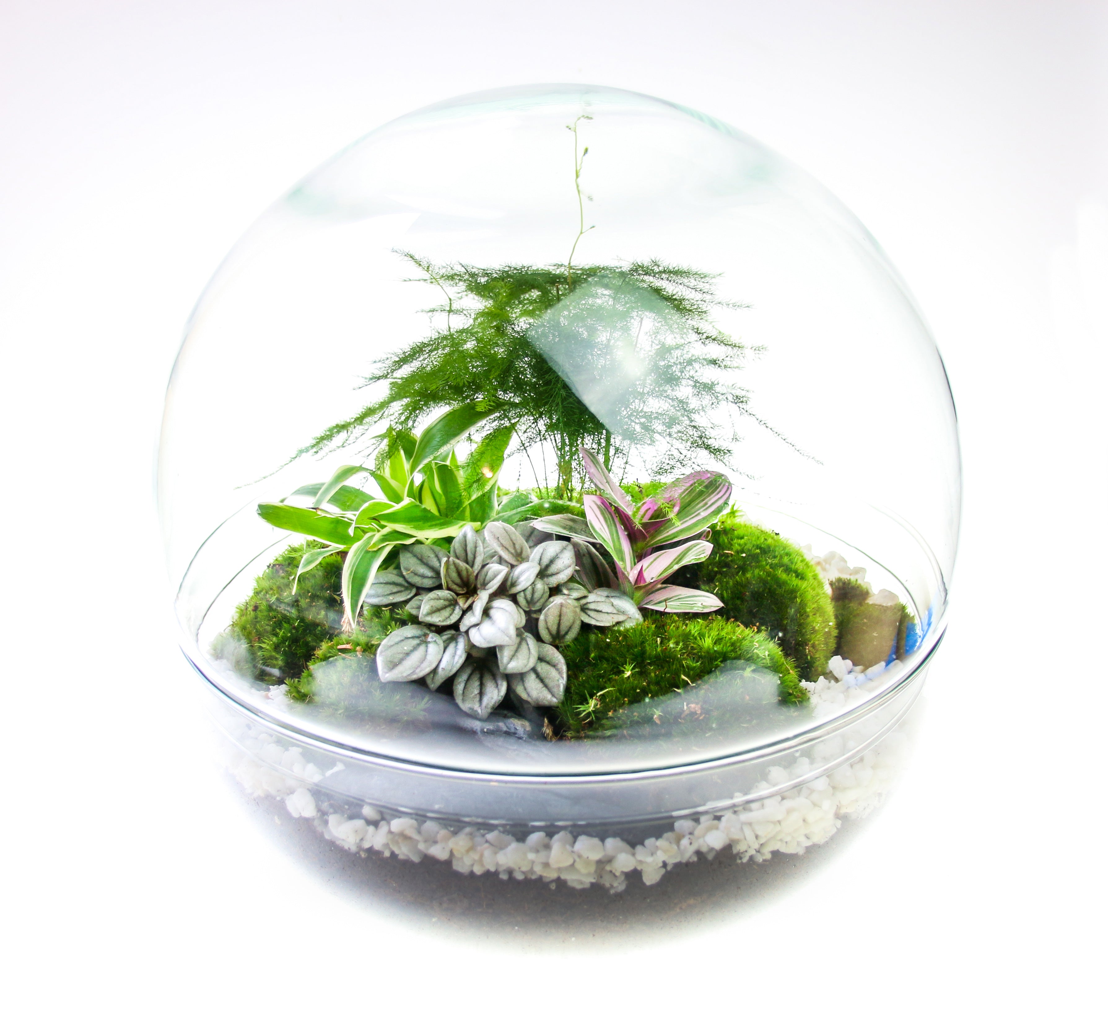 Terrarium shop in the UK, real terrarium plants