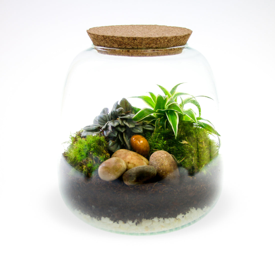 5L small glass terrarium with real plants and moss