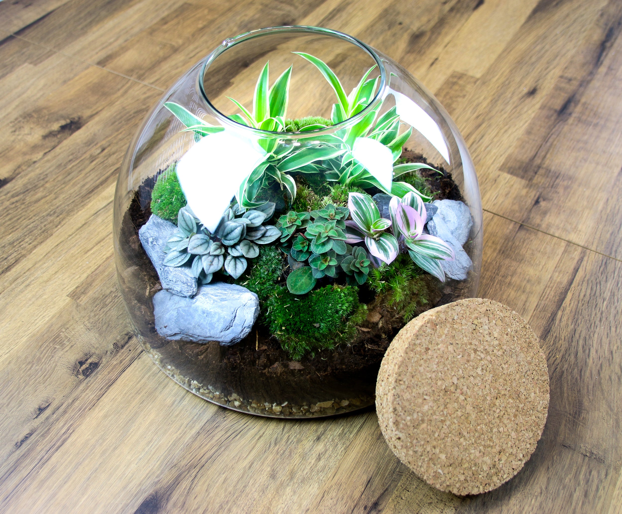 Closed terrarium ith cork lid