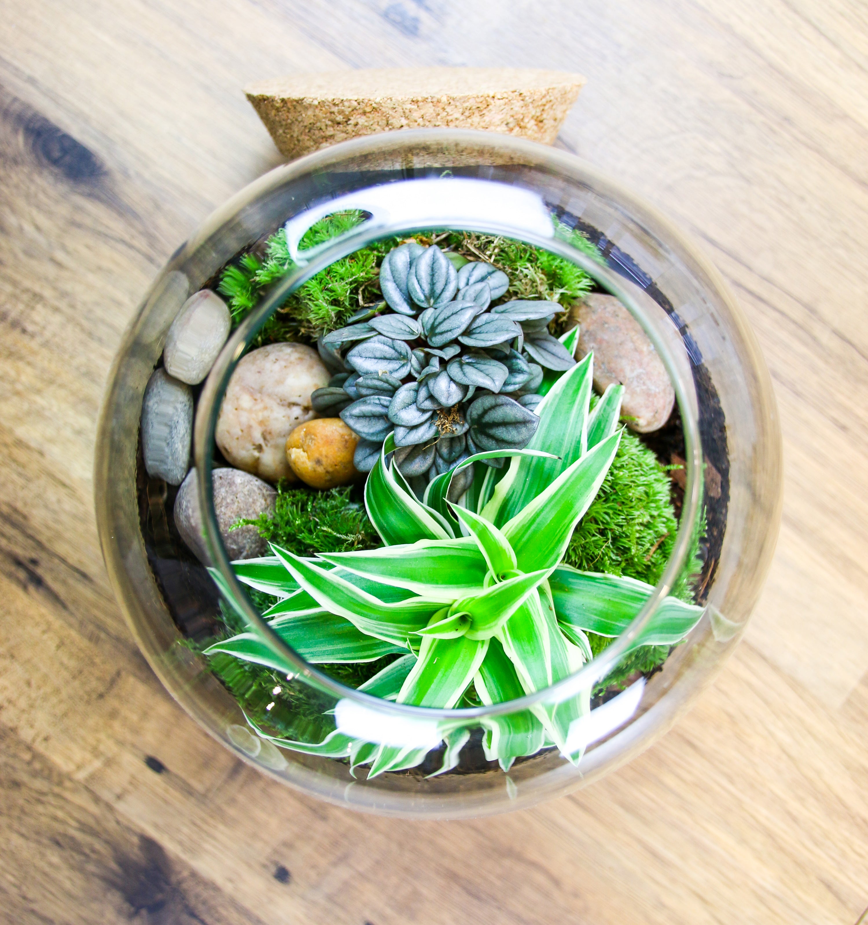 Instructions how to build a terrarium