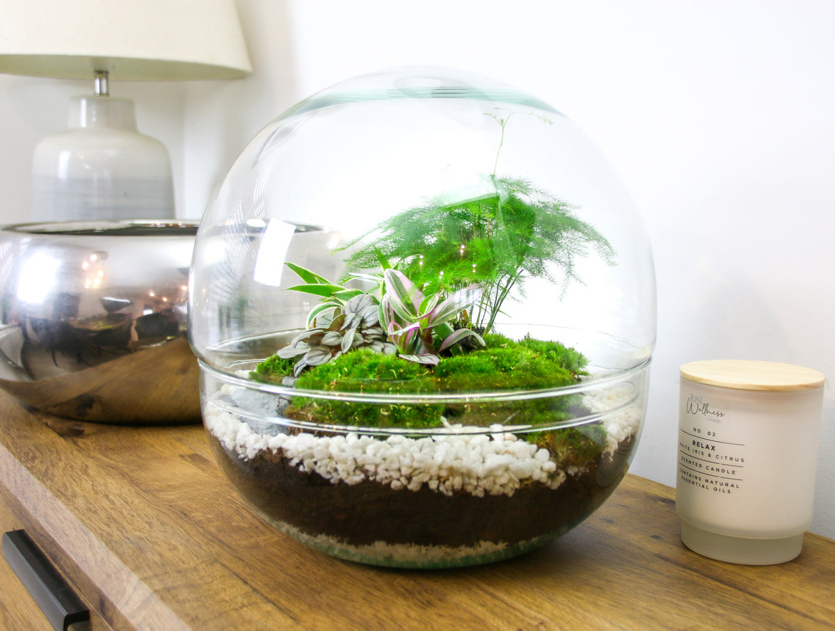 Gift ideas with house plants
