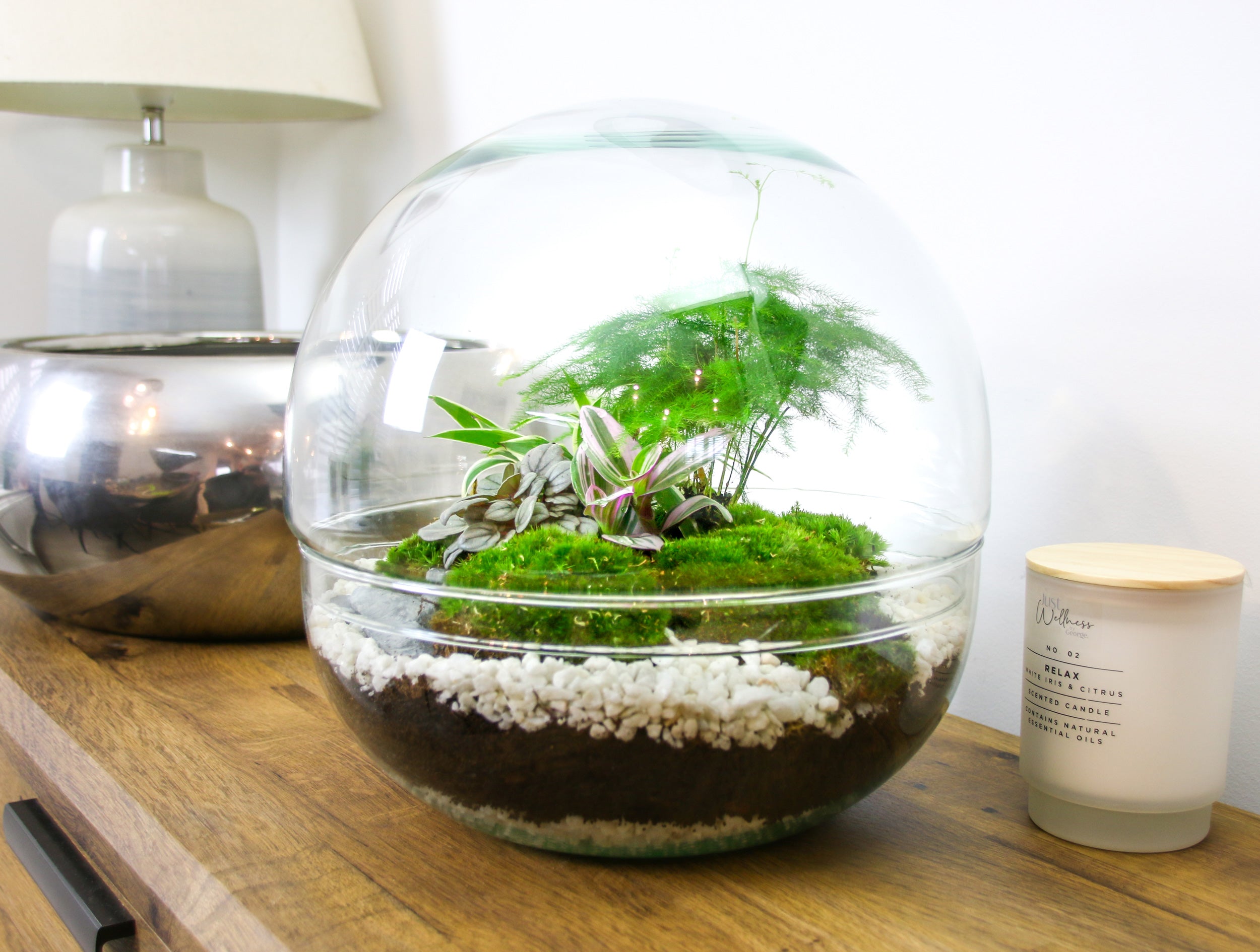 Gift ideas with house plants