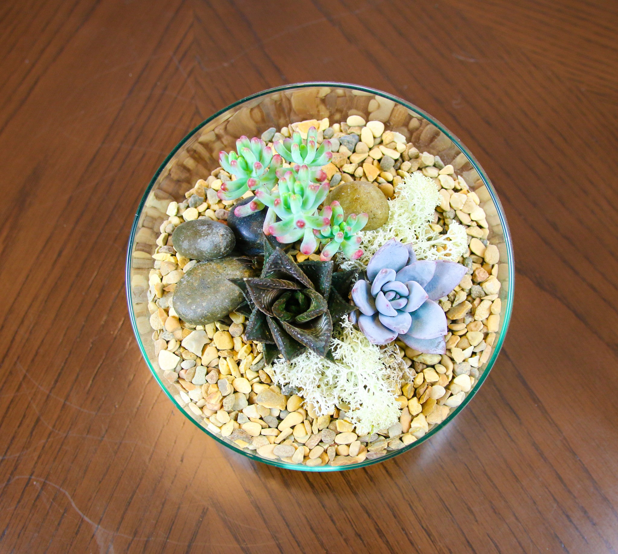 Succulent indoor plant ideas