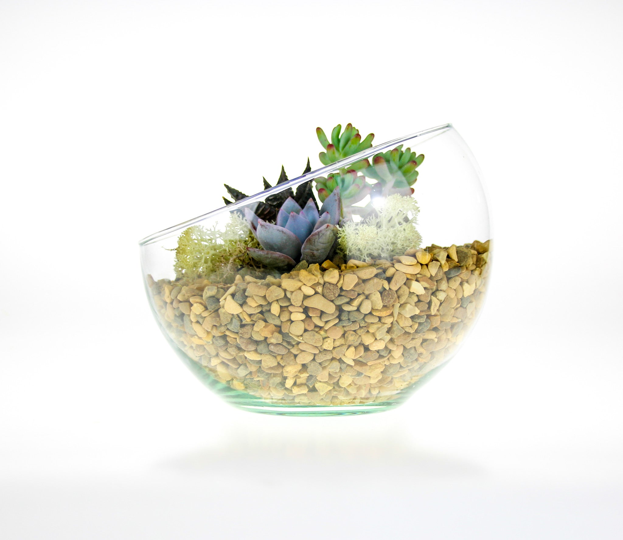 Succulent Terrarium Kit