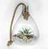 Teardrop terrarium with succulent plants